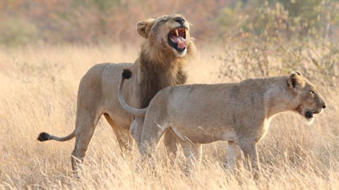 Arno Te Veldhuis: Lions in the Kruger