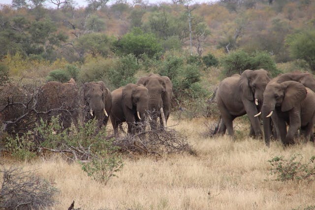 Elephant herd in the Kruger