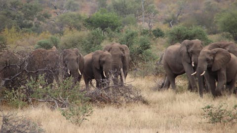 Arno Te Veldhuis: Elephant herd in the Kruger