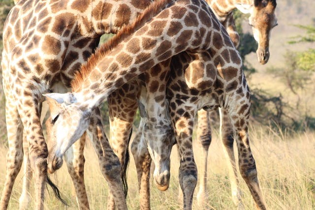 Giraffes in the Kruger