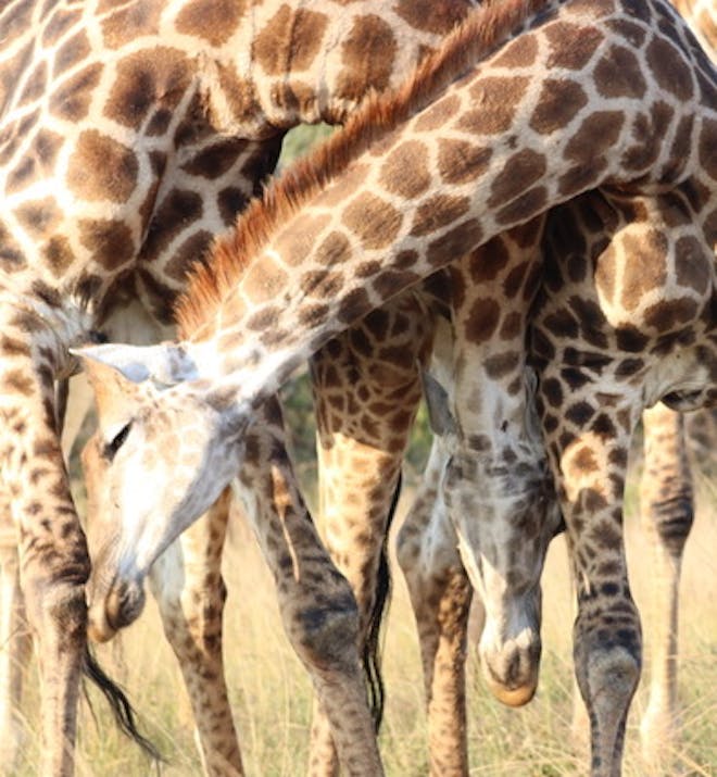 Giraffes in the Kruger