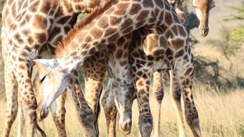 Arno Te Veldhuis: Giraffes in the Kruger