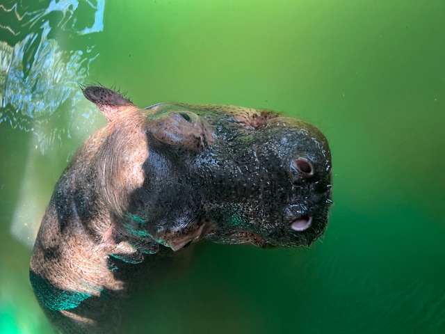 Olivia Shrimpton: a baby hippo in water at Moholoholo