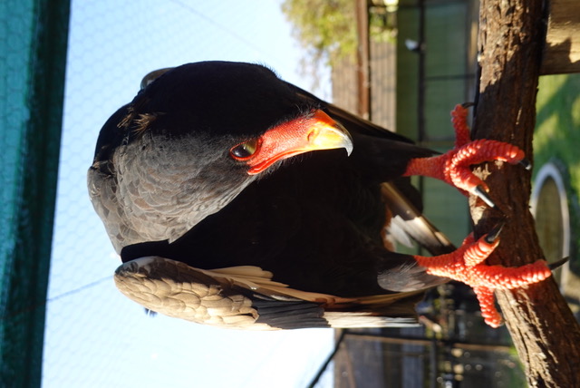 Olivia Shrimpton: a bird closeup at Moholoholo
