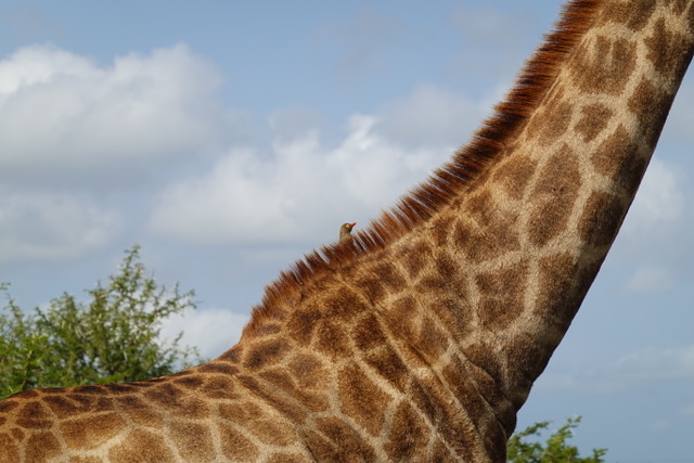 Olivia Shrimpton: closeup of a bird on a giraffes back 