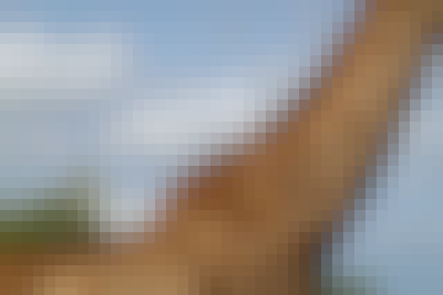 Olivia Shrimpton: closeup of a bird on a giraffes back 