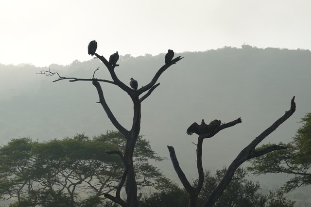 Olivia Shrimpton: birds resting in a tree at Phinda 