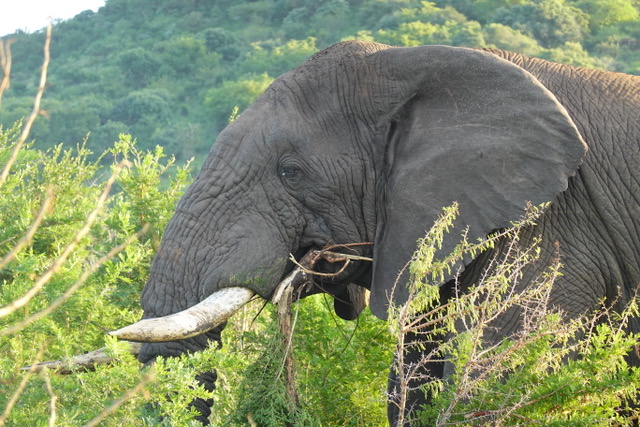 Olivia Shrimpton: an elephant closeup at Phinda 