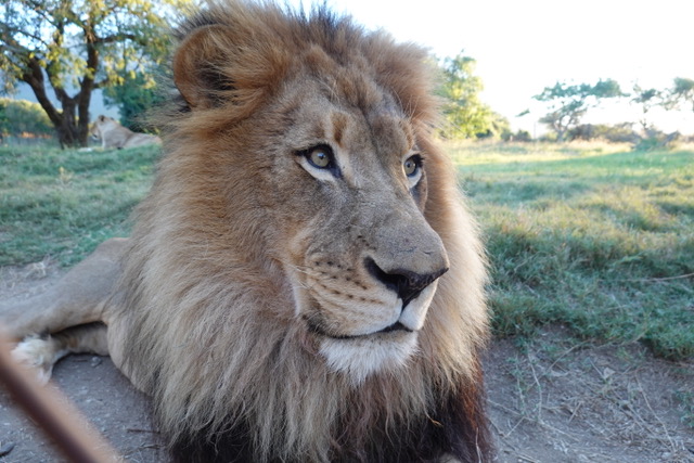 Olivia Shrimpton: lion closeup at Phinda