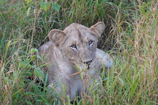 Olivia Shrimpton: lion in the grass at Phinda