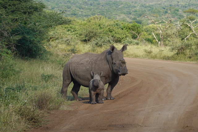 Olivia Shrimpton: A rhino mother and baby 