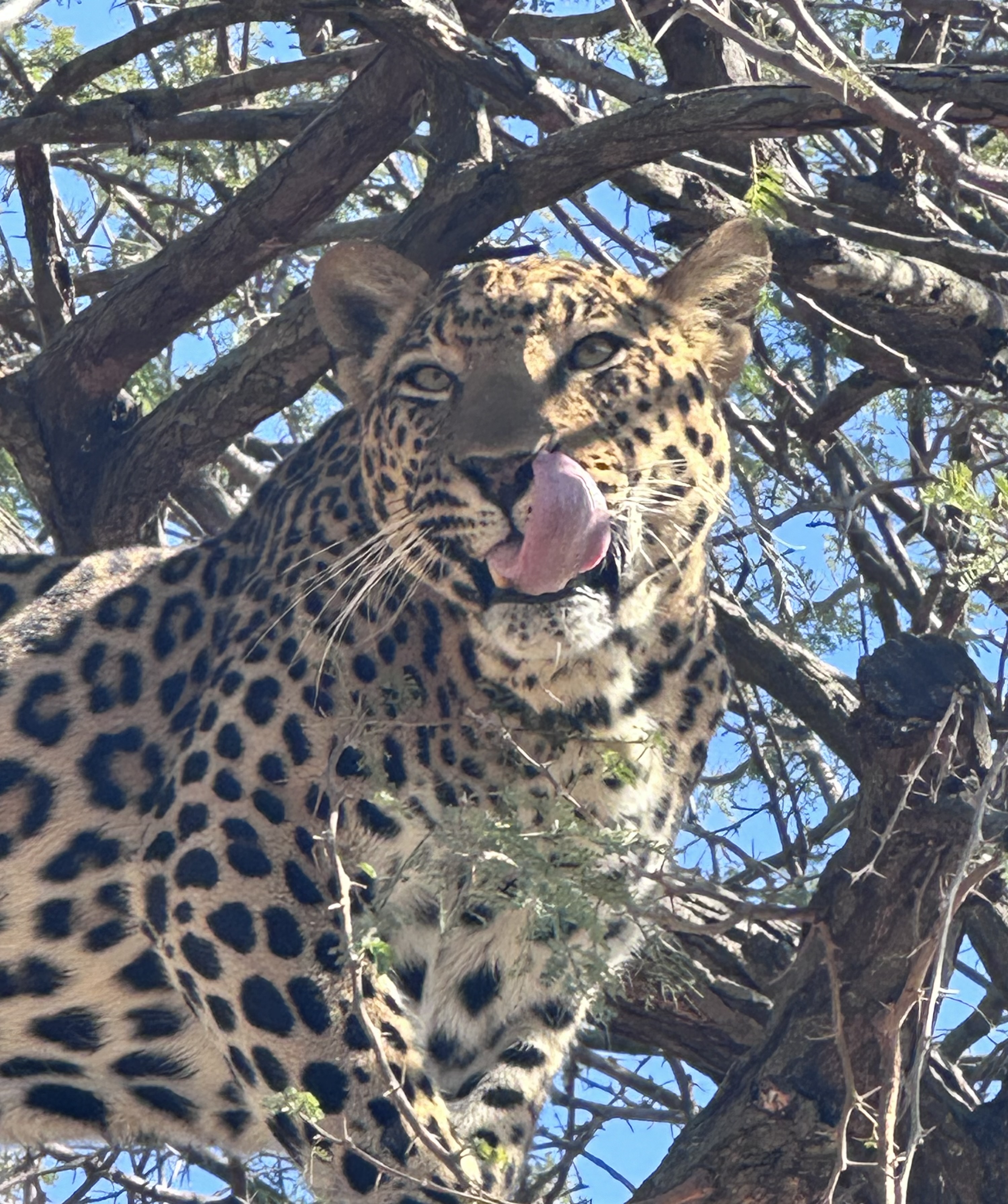Martina Sandren: Close-up of a leopard in a tree