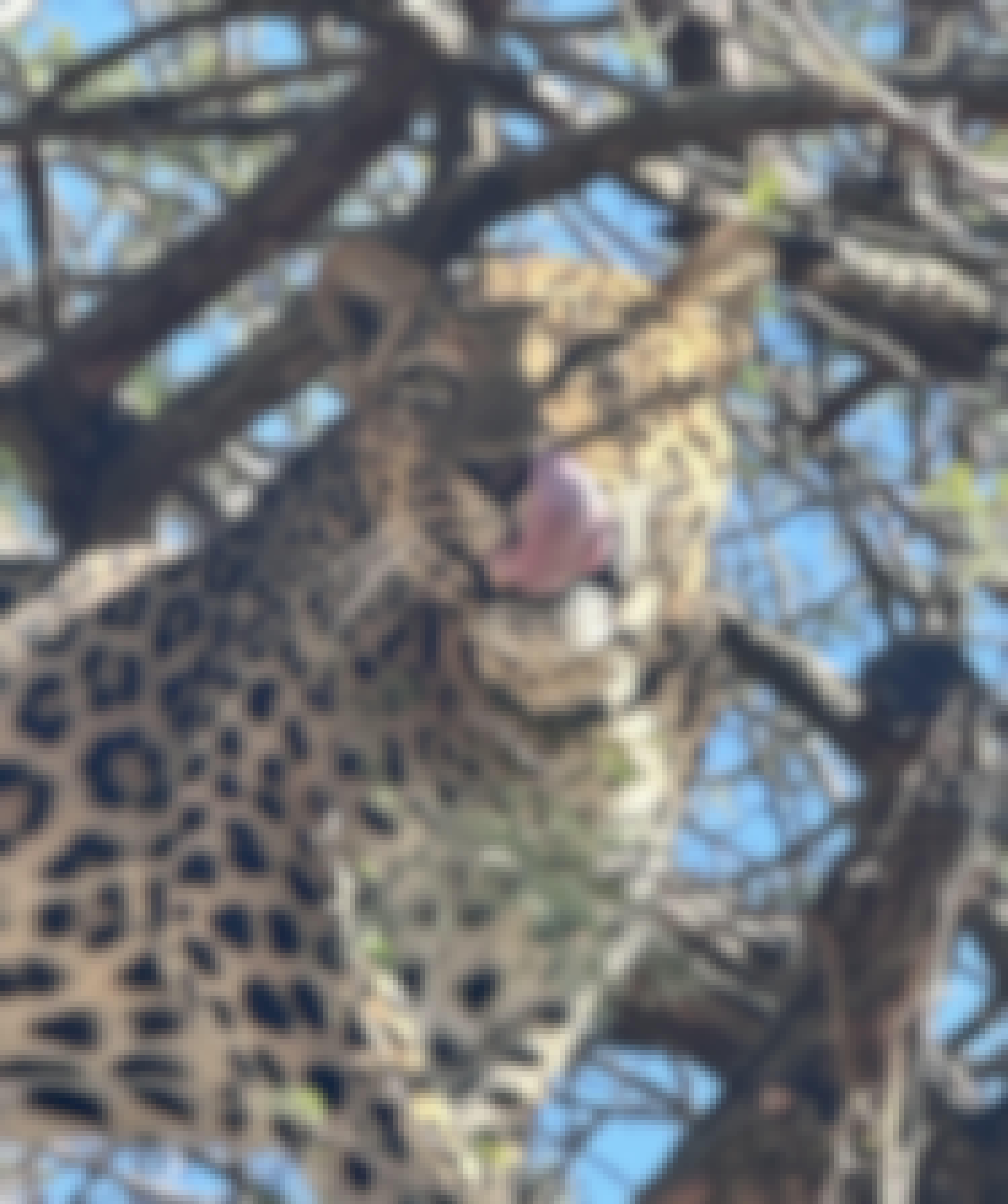 Close-up of a leopard in a tree