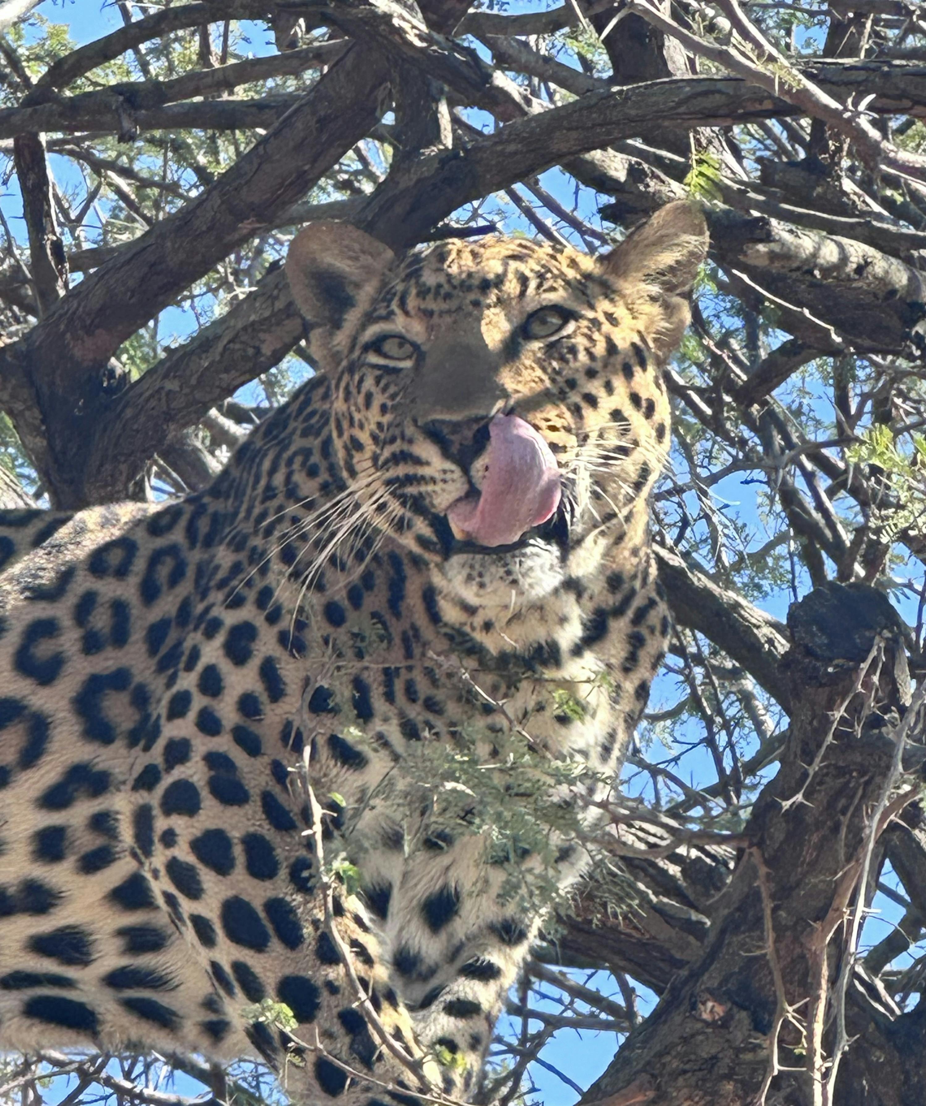 Close-up of a leopard in a tree
