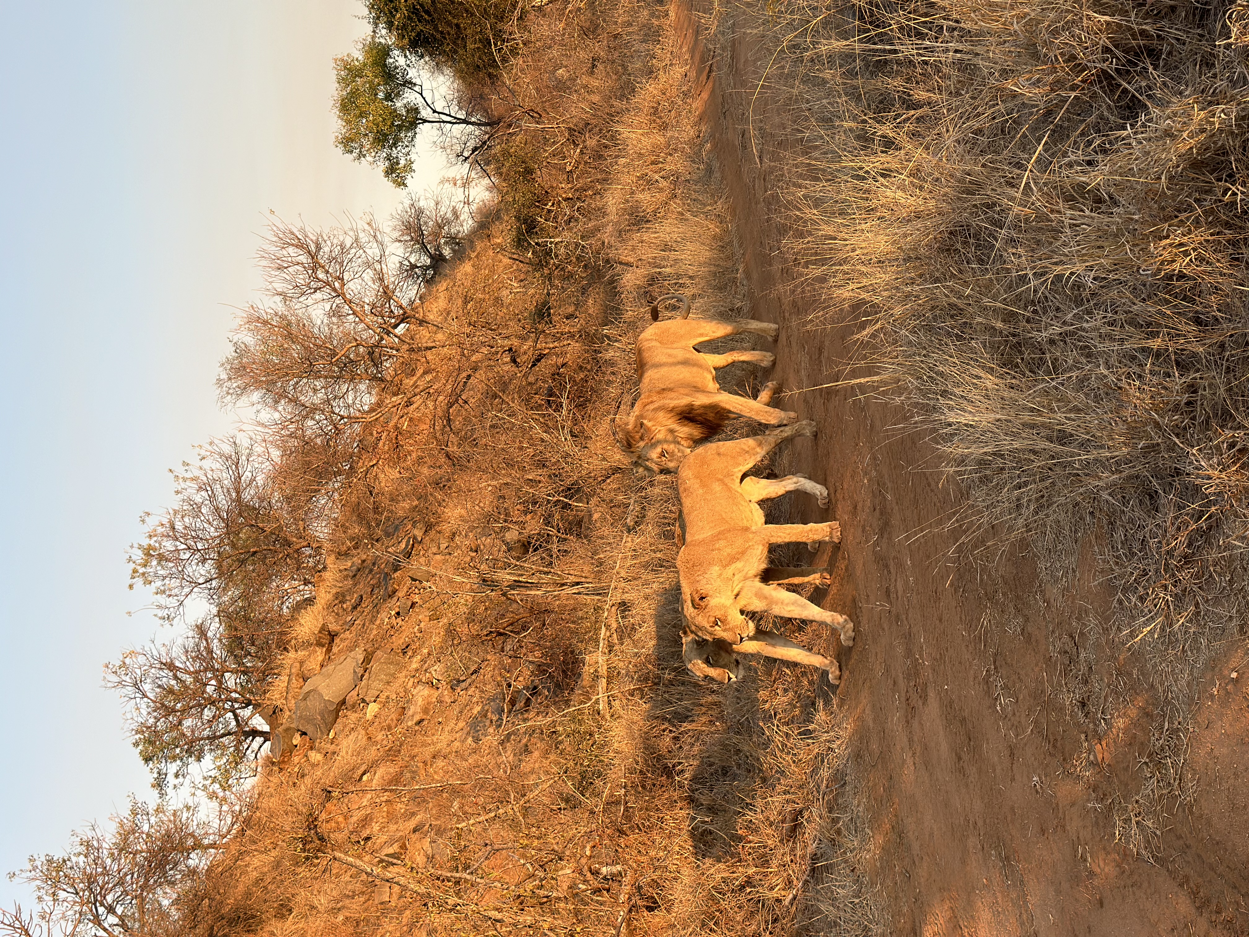 Martina Sandren: Three lions walking along a road