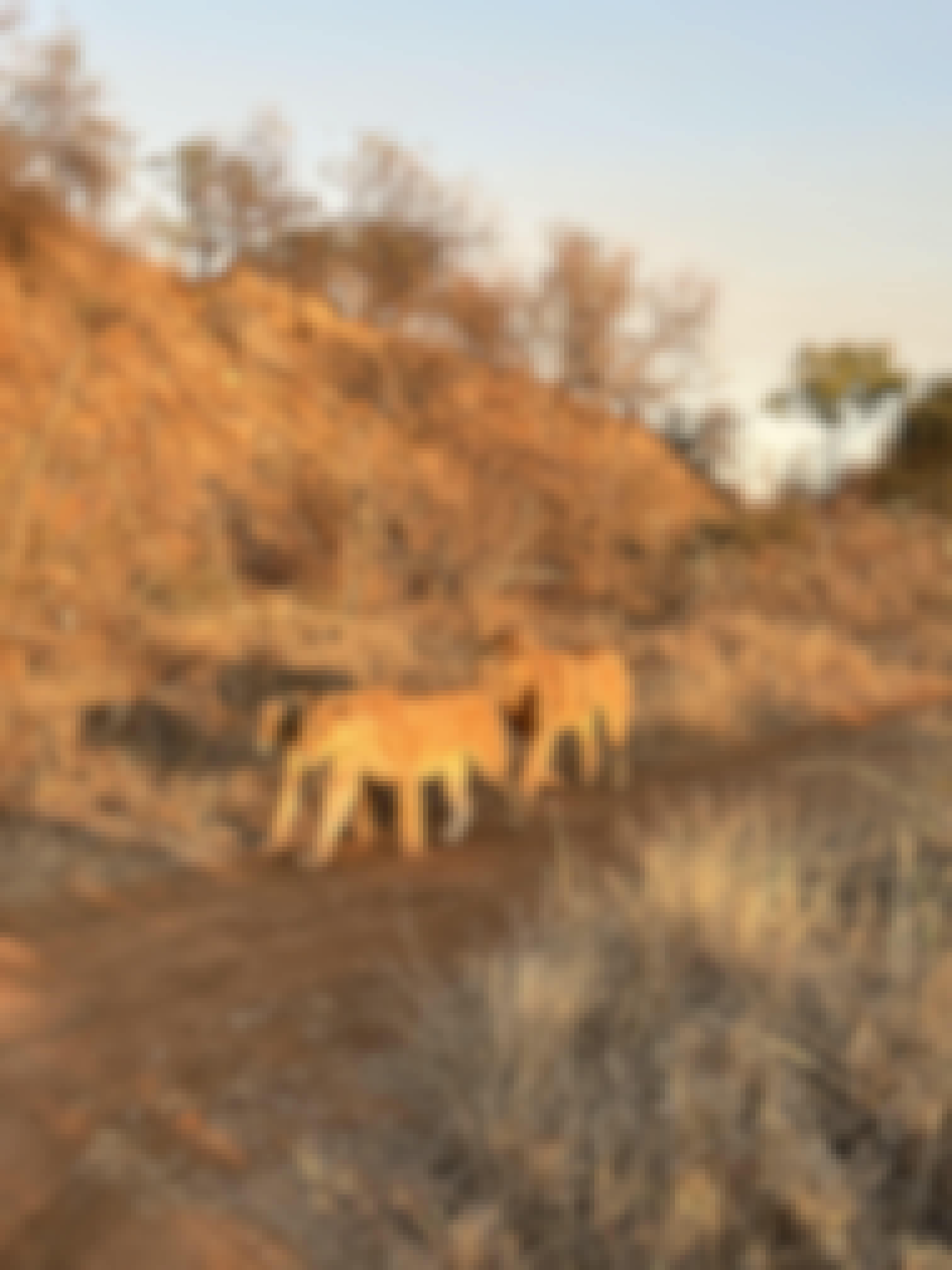 Three lions walking along a road