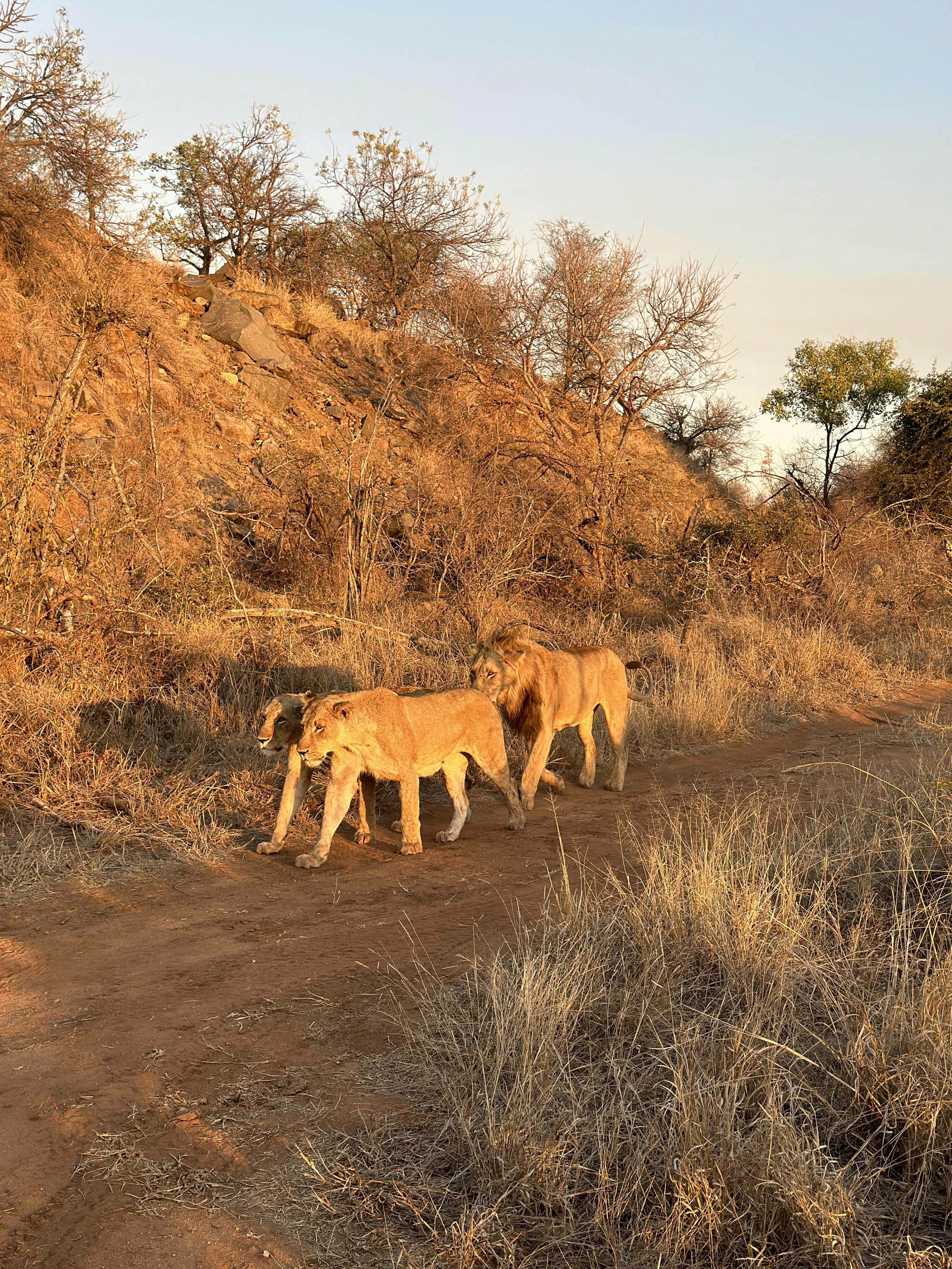 Three lions walking along a road