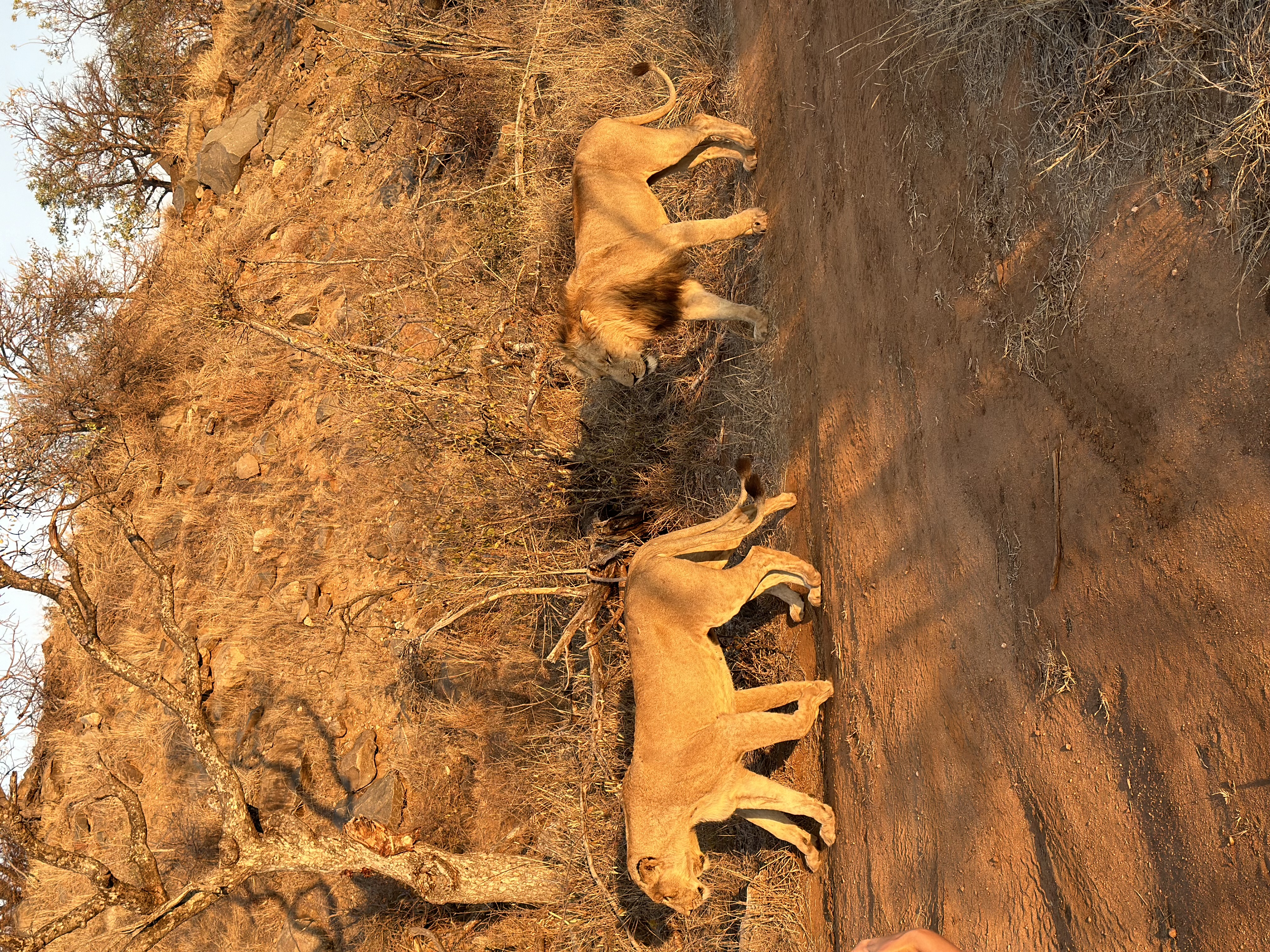 Martina Sandren: Lions walking along a road