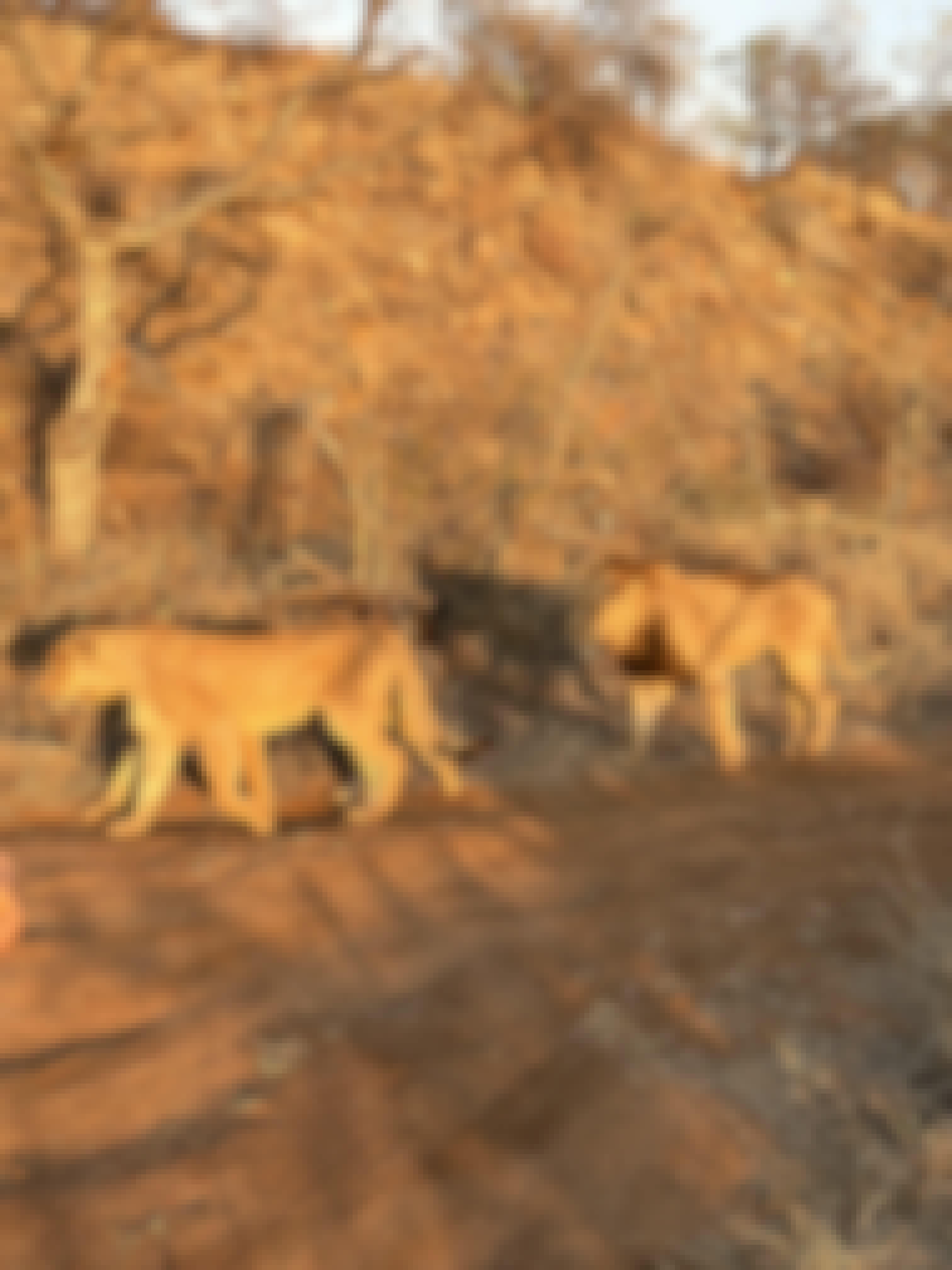 Lions walking along a road