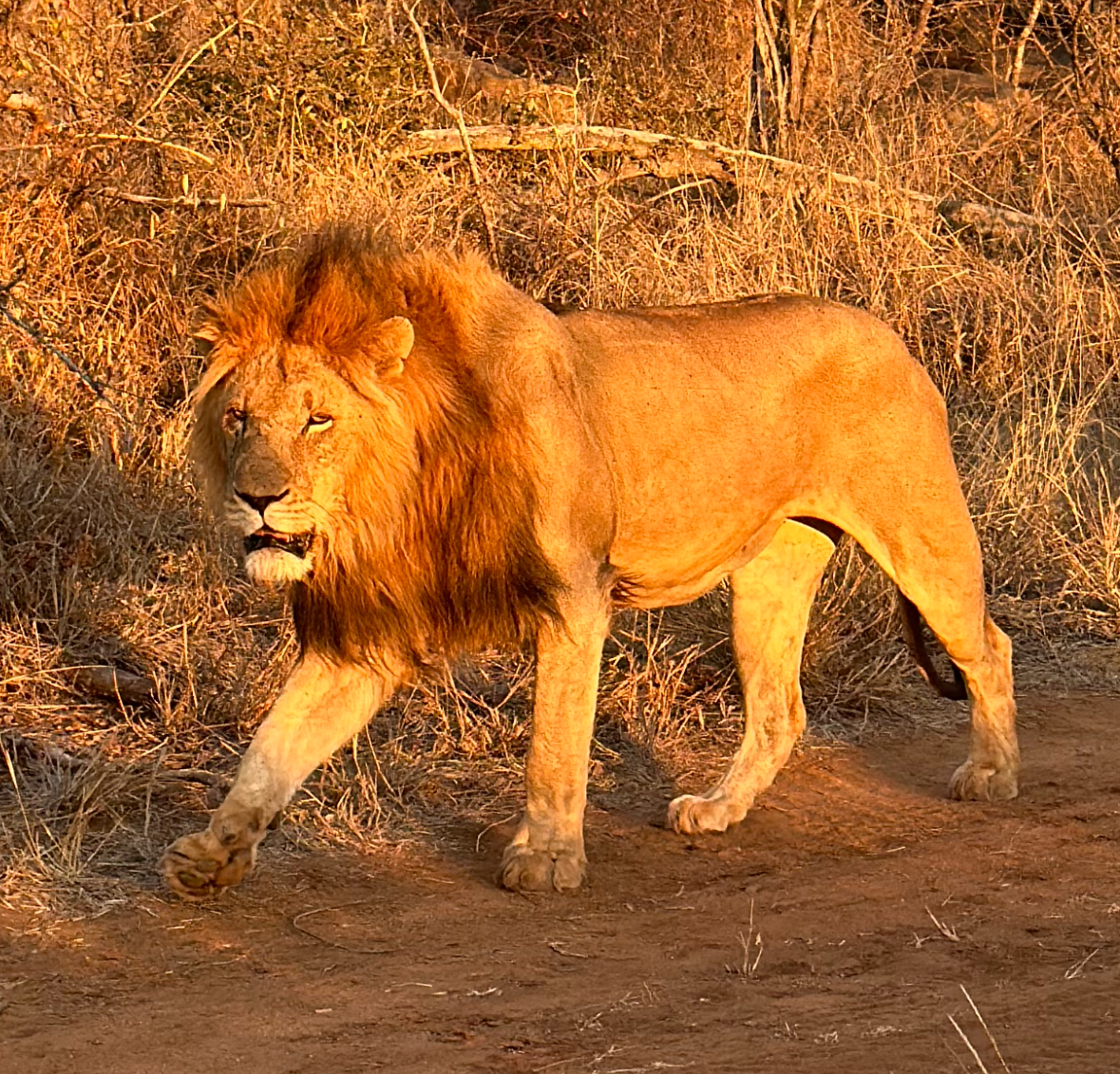 Martina Sandren: Close-up of a lion