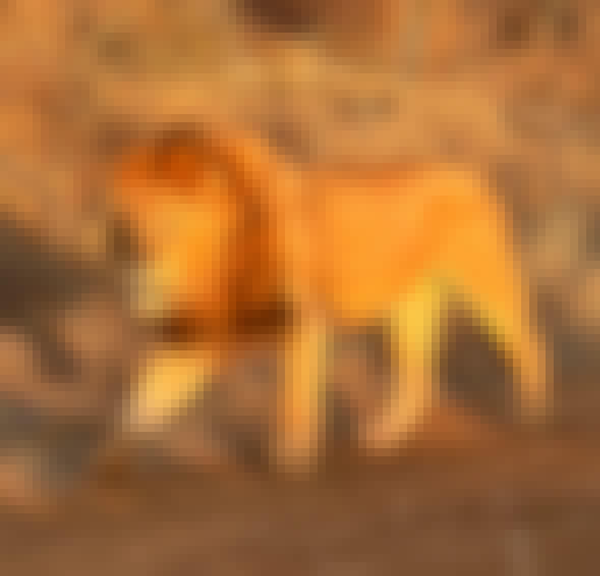 Close-up of a lion