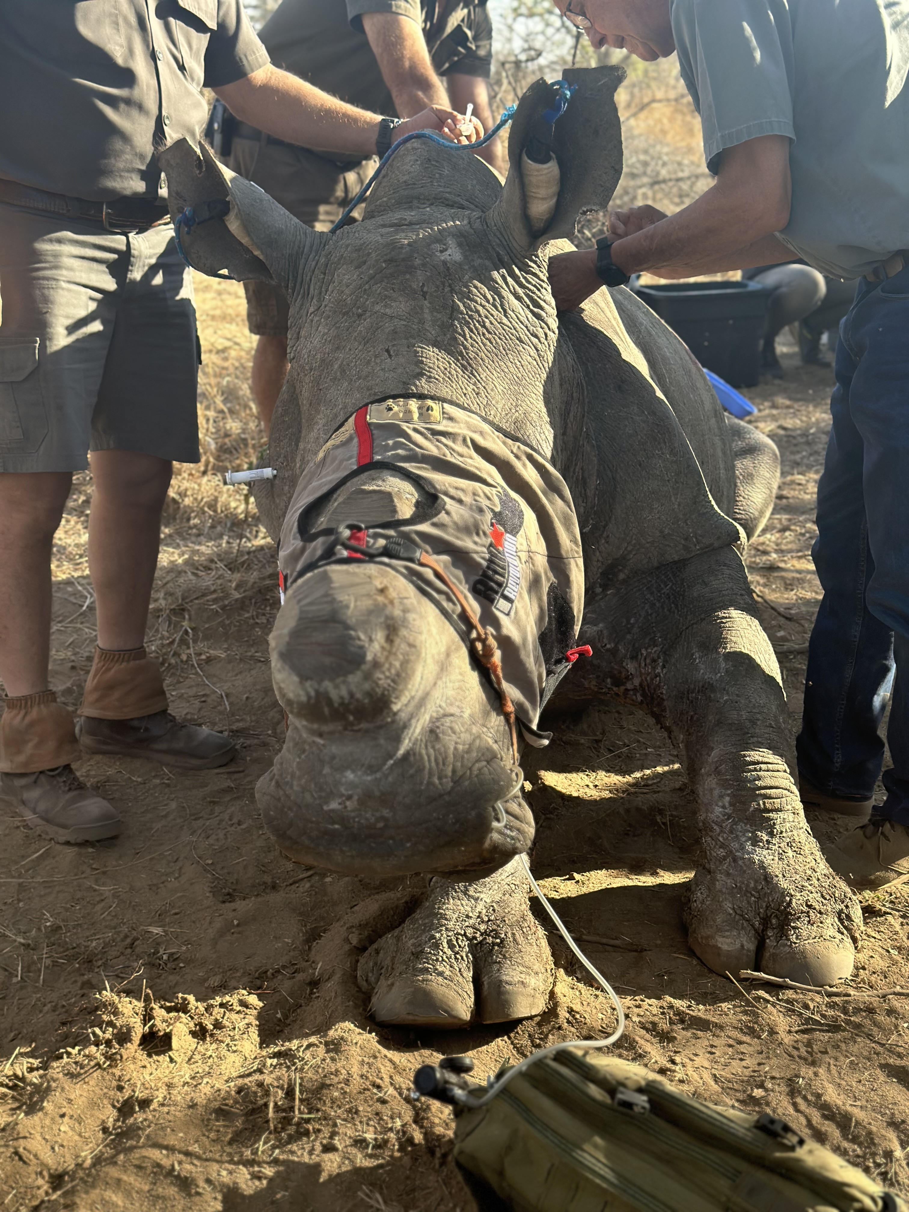 Martina Sandren: Vets working on a sedated rhino