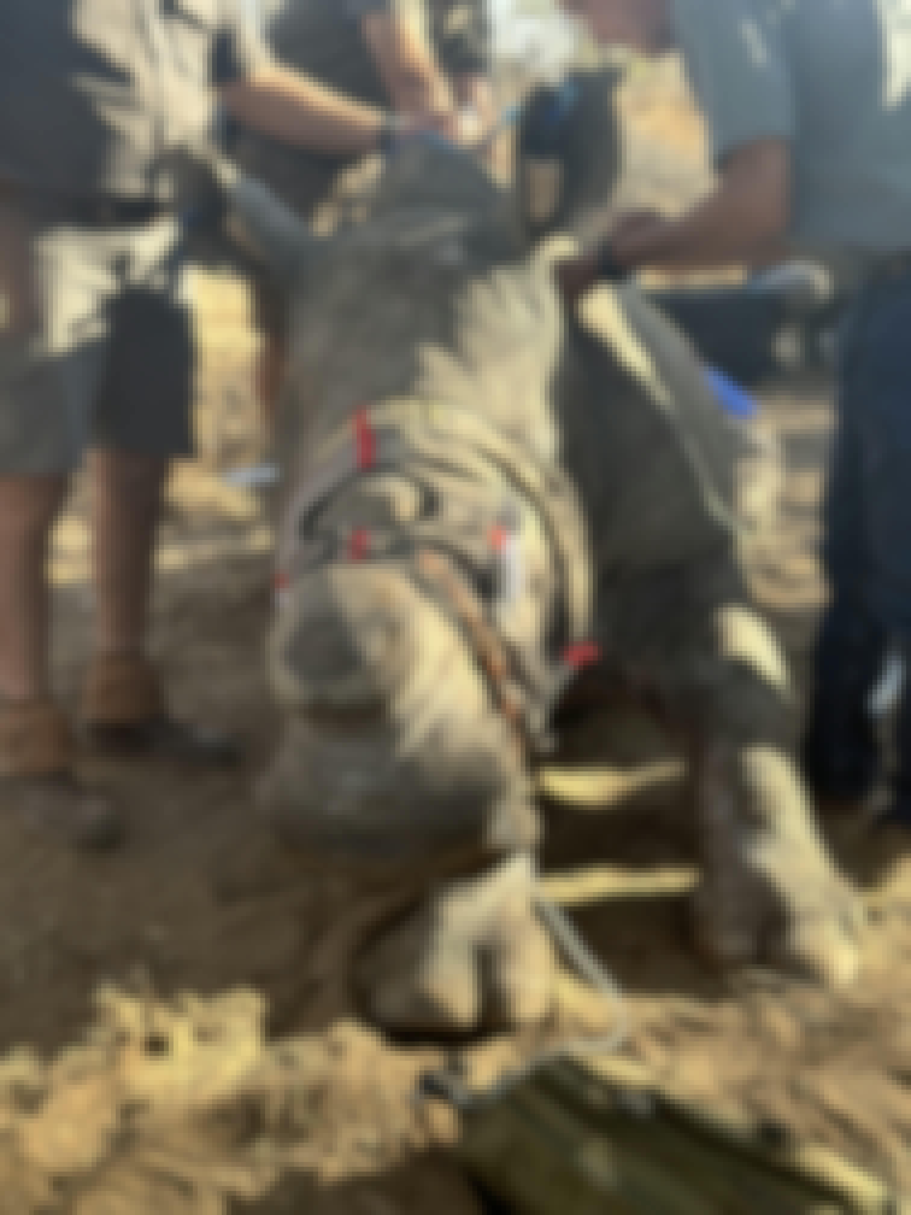 Vets working on a sedated rhino