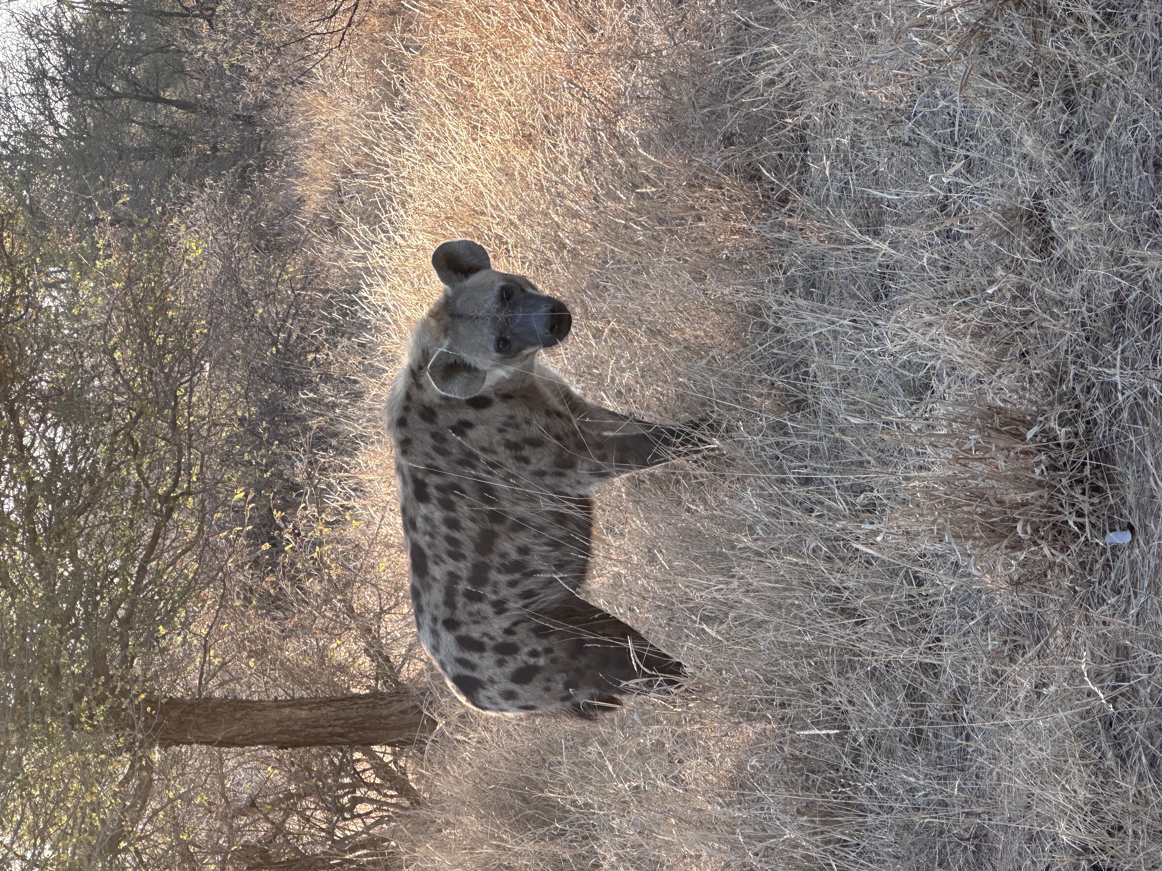 Martina Sandren: A hyena