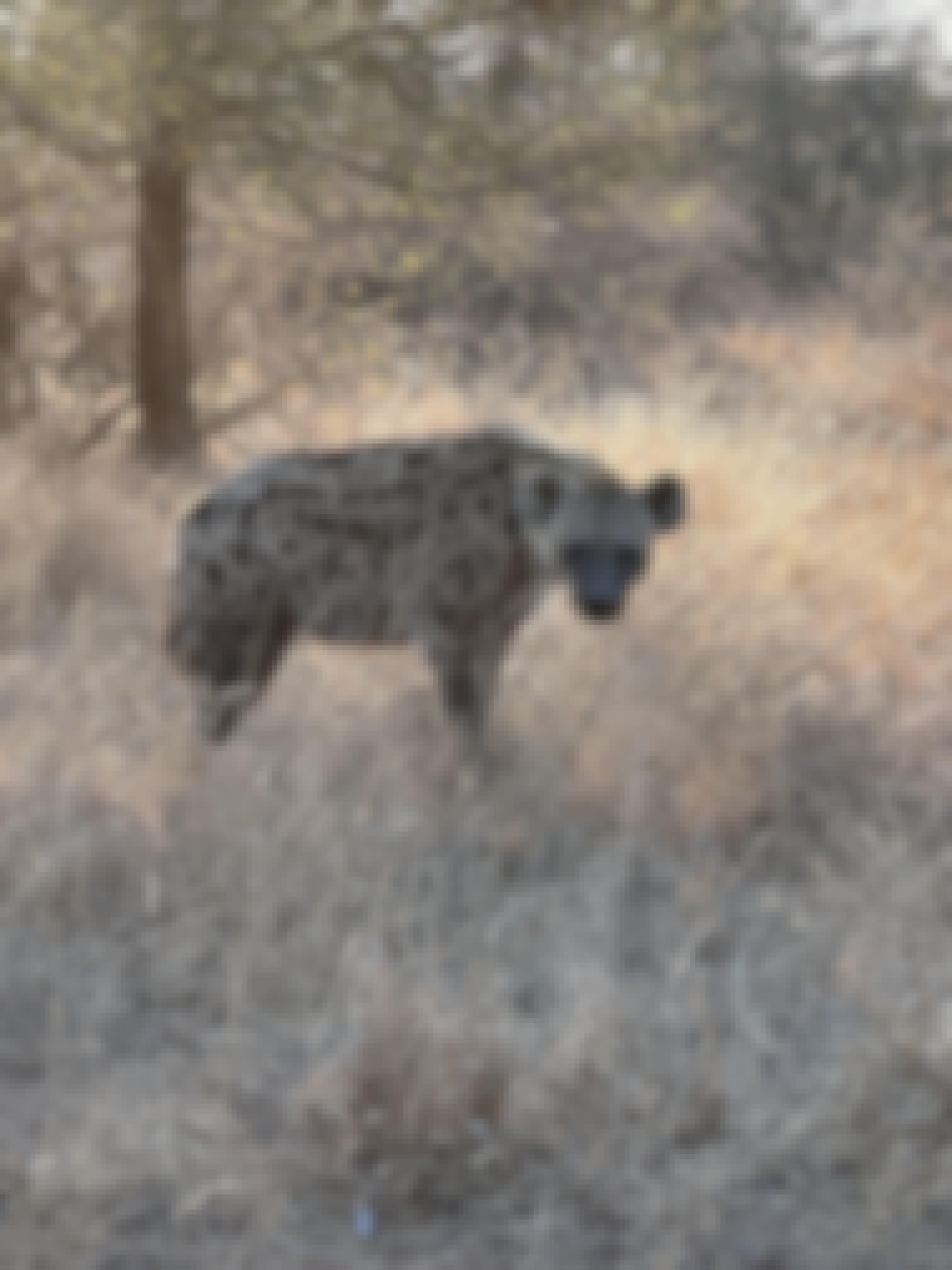 A hyena
