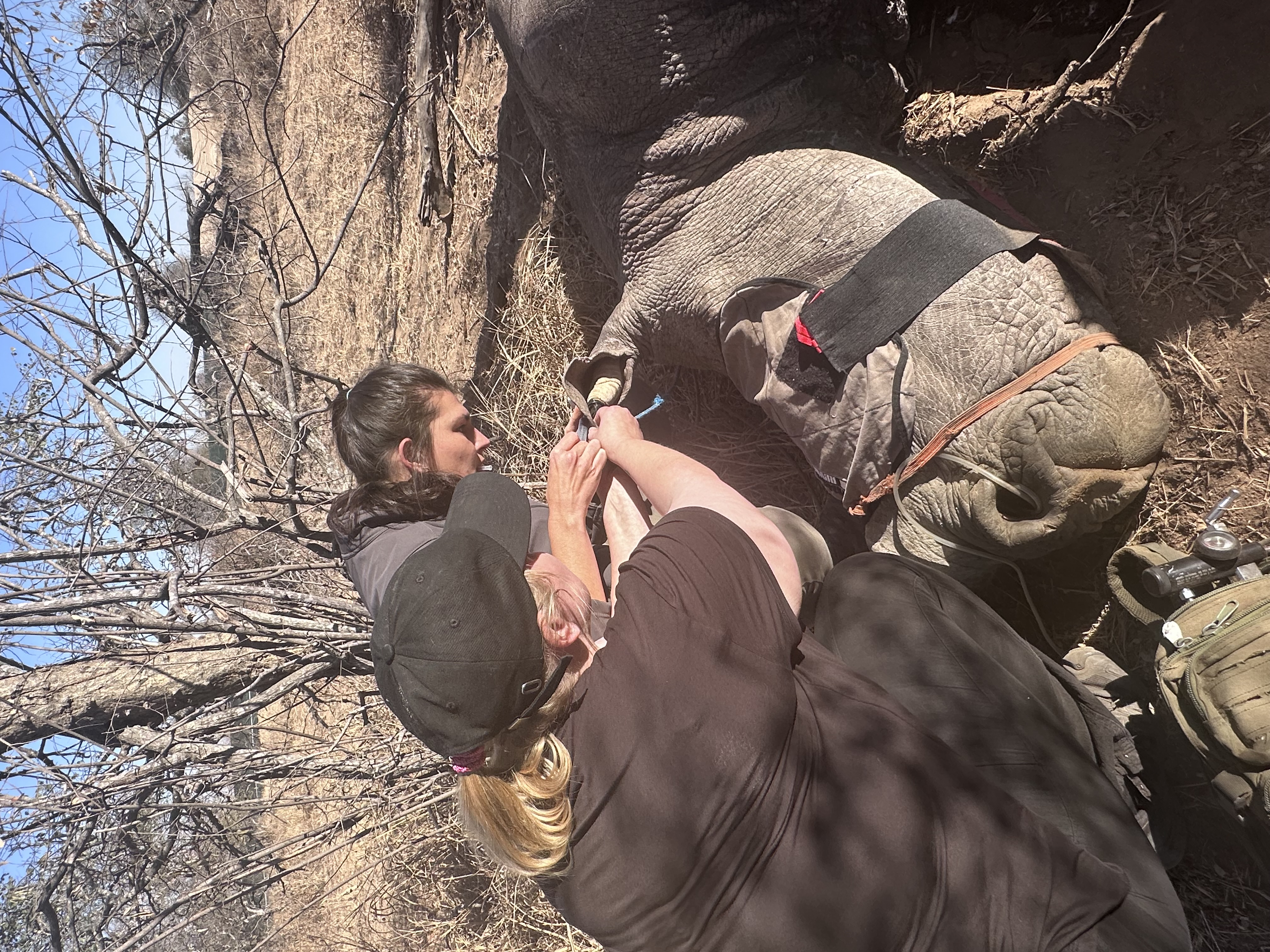 Martina Sandren: Vets working on a sedated rhino