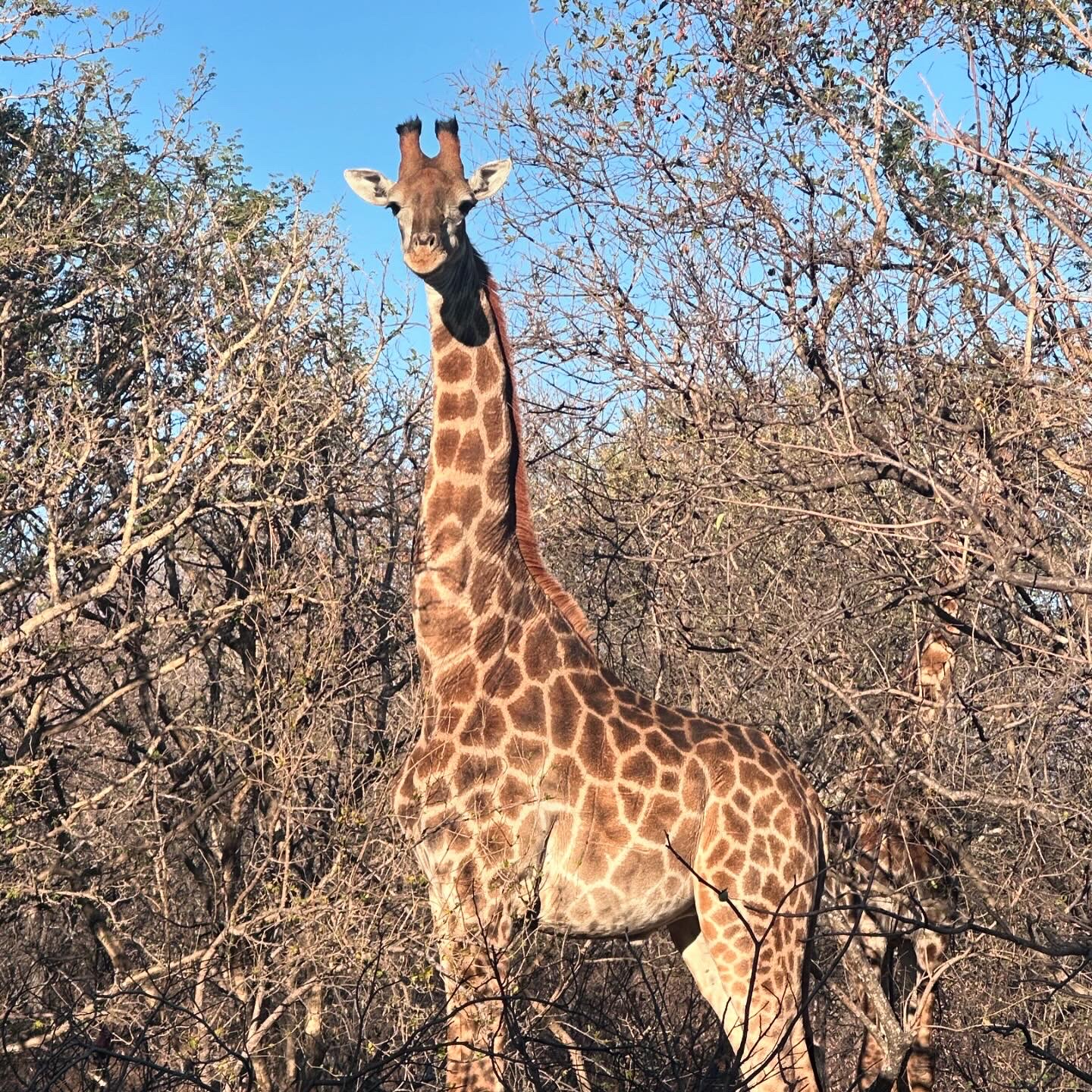 Martina Sandren: A giraffe