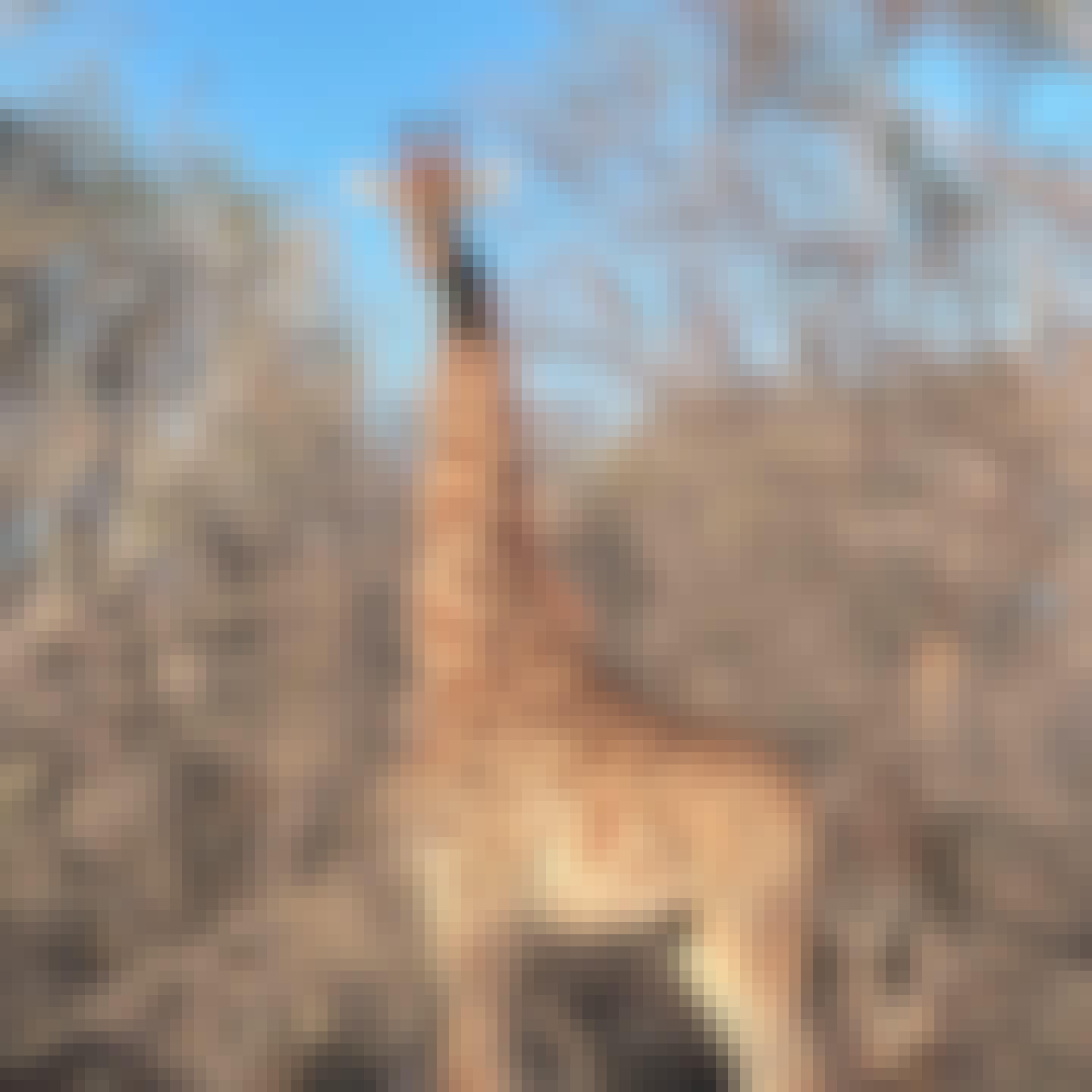 A giraffe