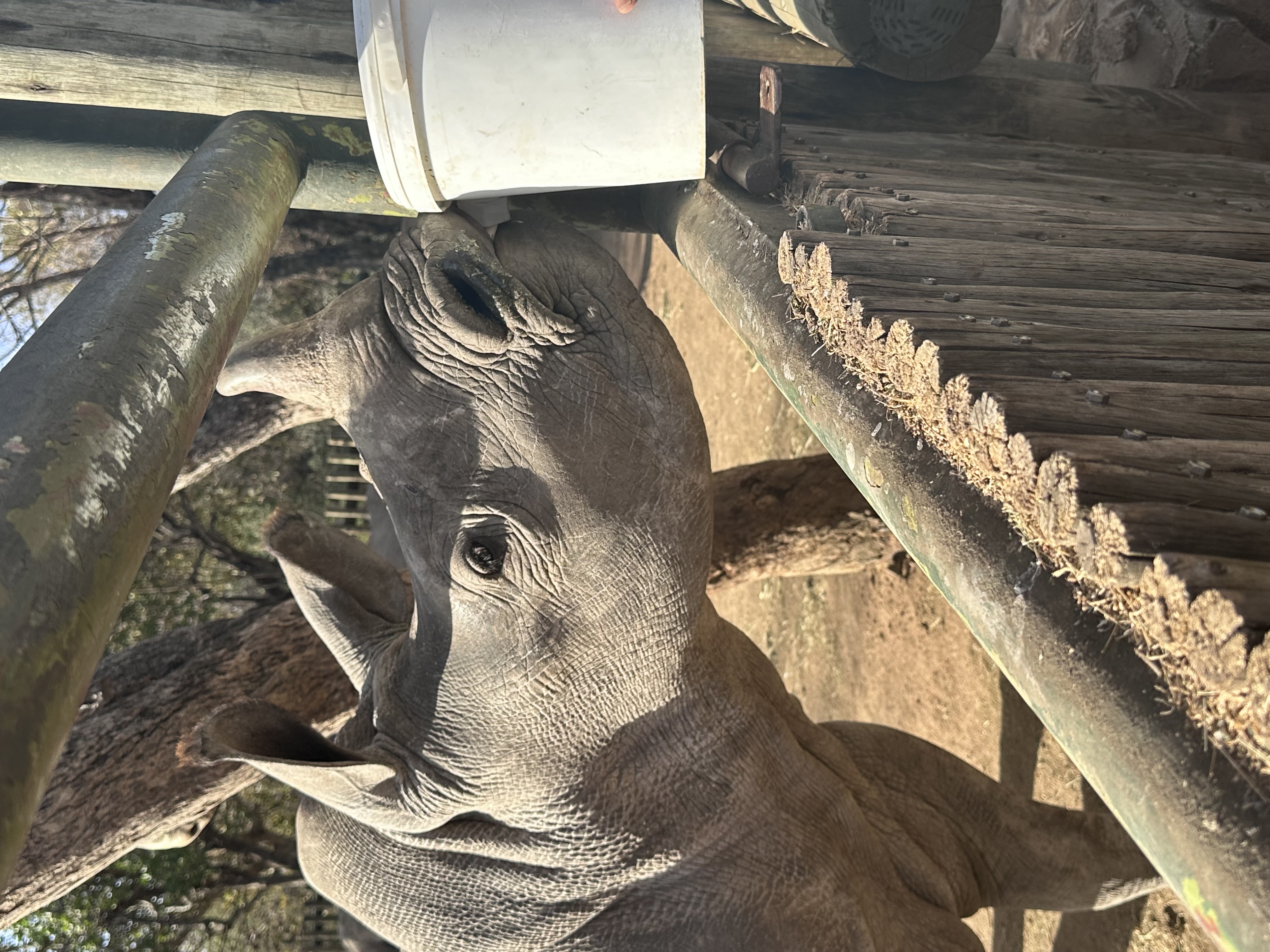 Martina Sandren: A rhino feeding through a fence