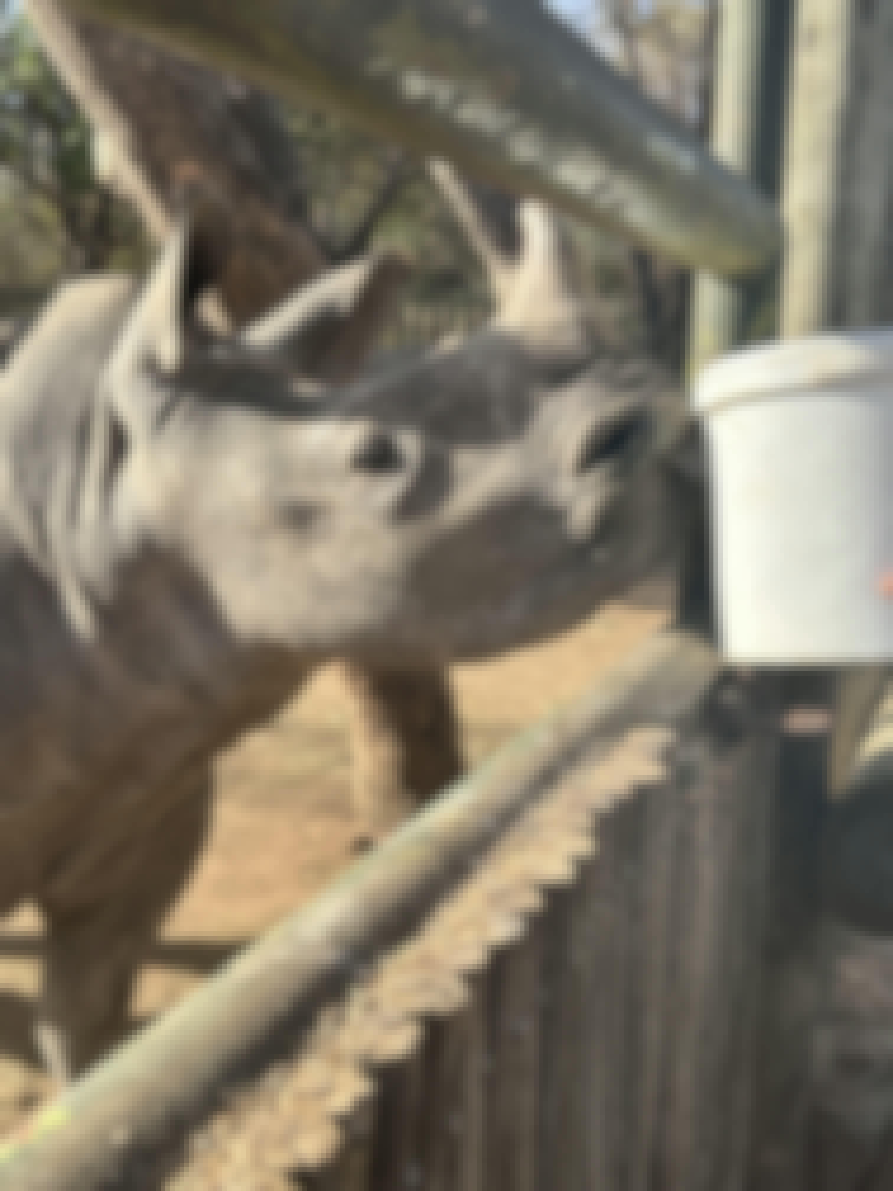 A rhino feeding through a fence