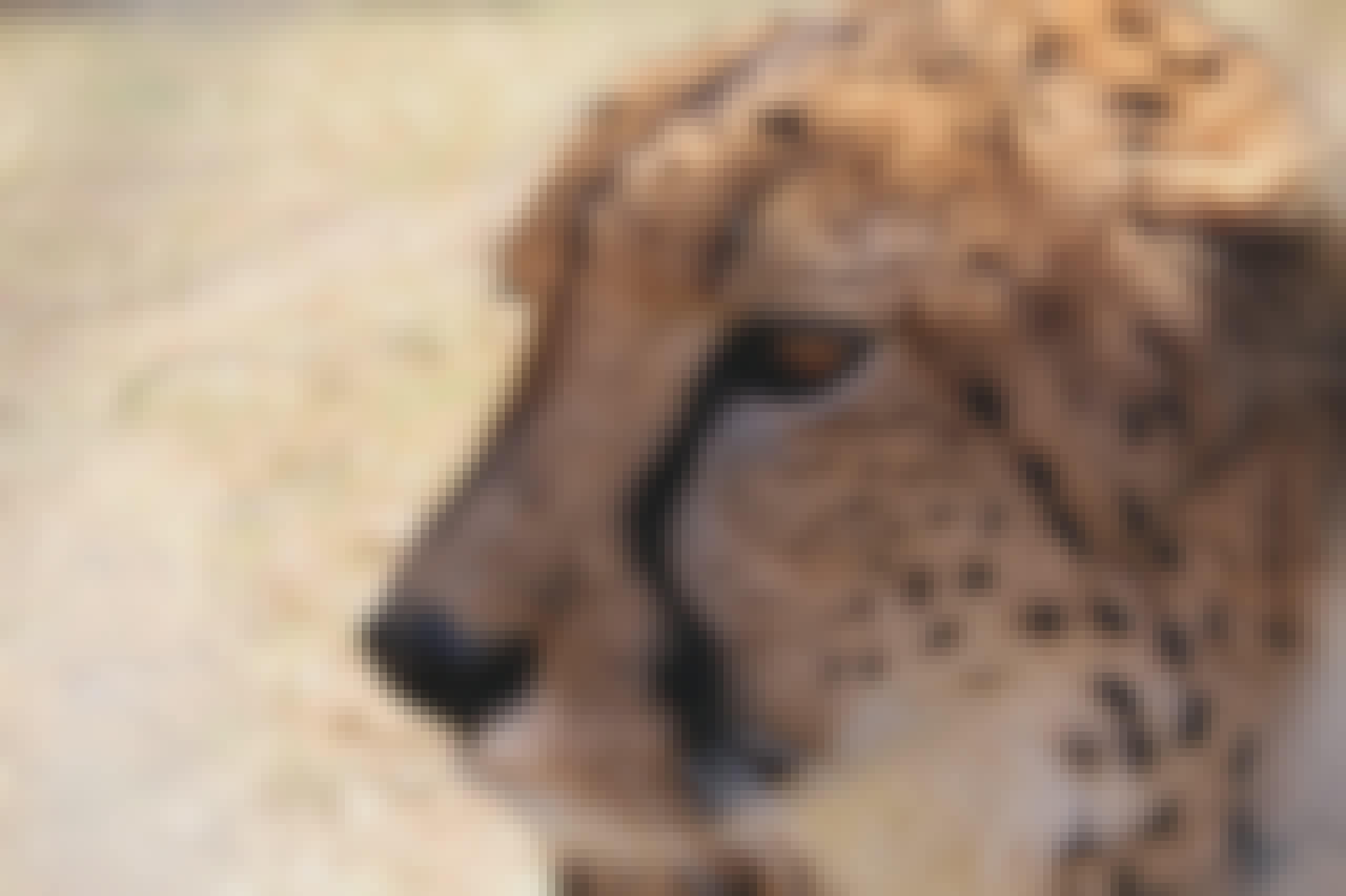 A close-up of a cheetah