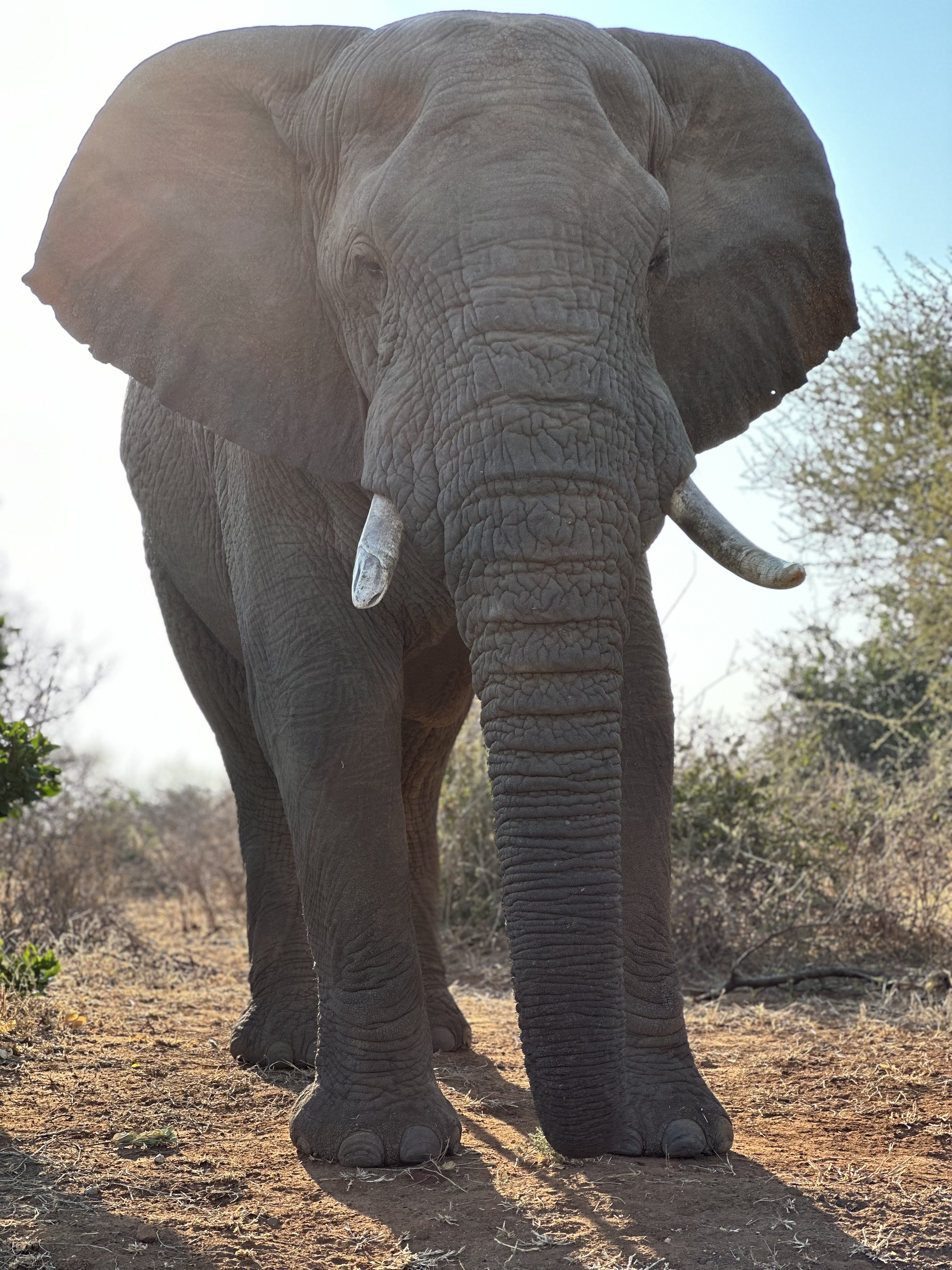 Martina Sandren: An elephant