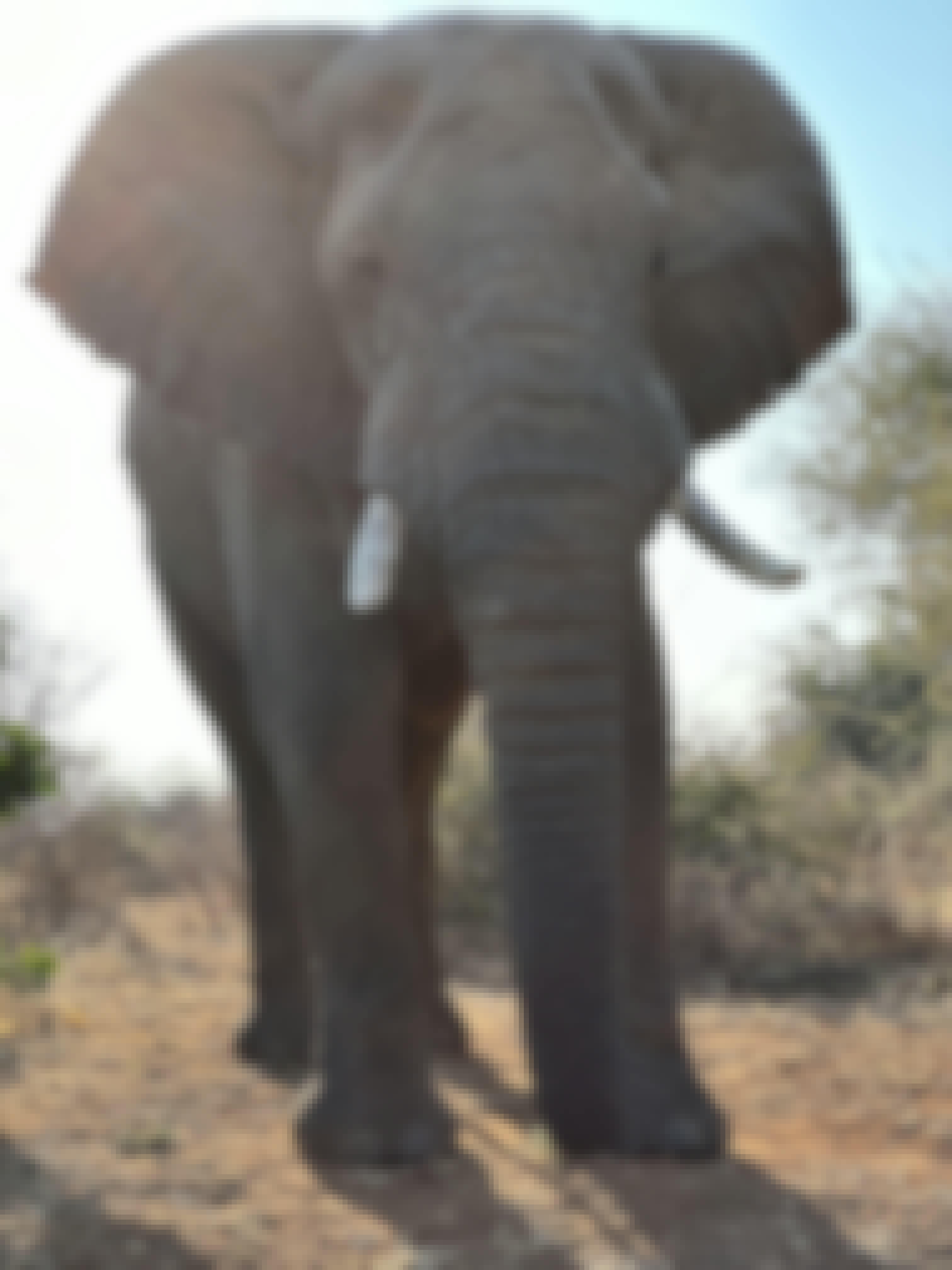 An elephant