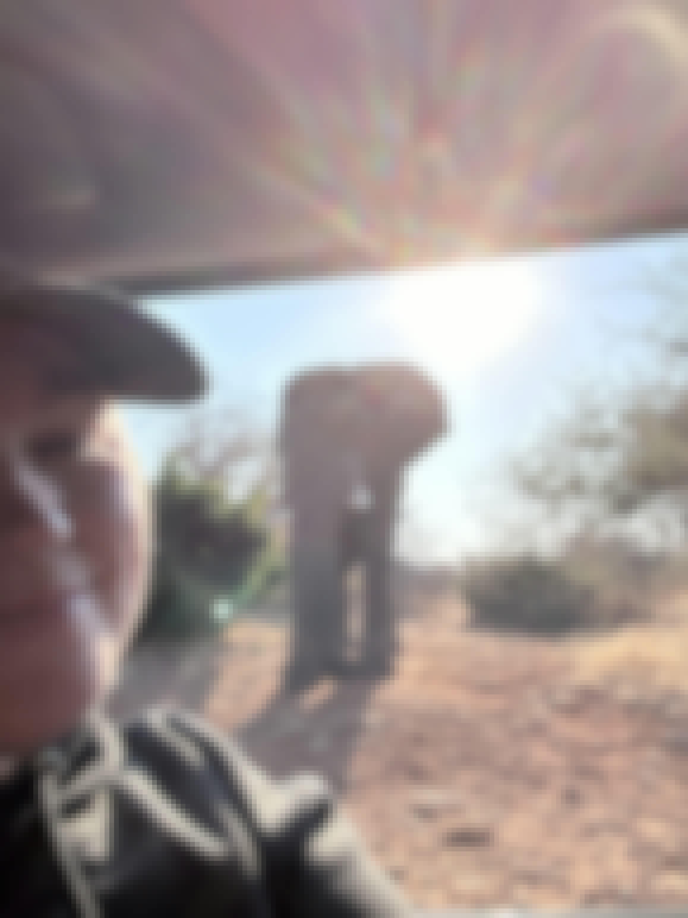 Volunteer selfie with an elephant 