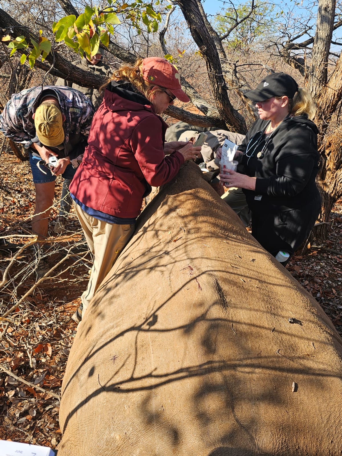 Martina Sandren: Vets working on a sedated rhino