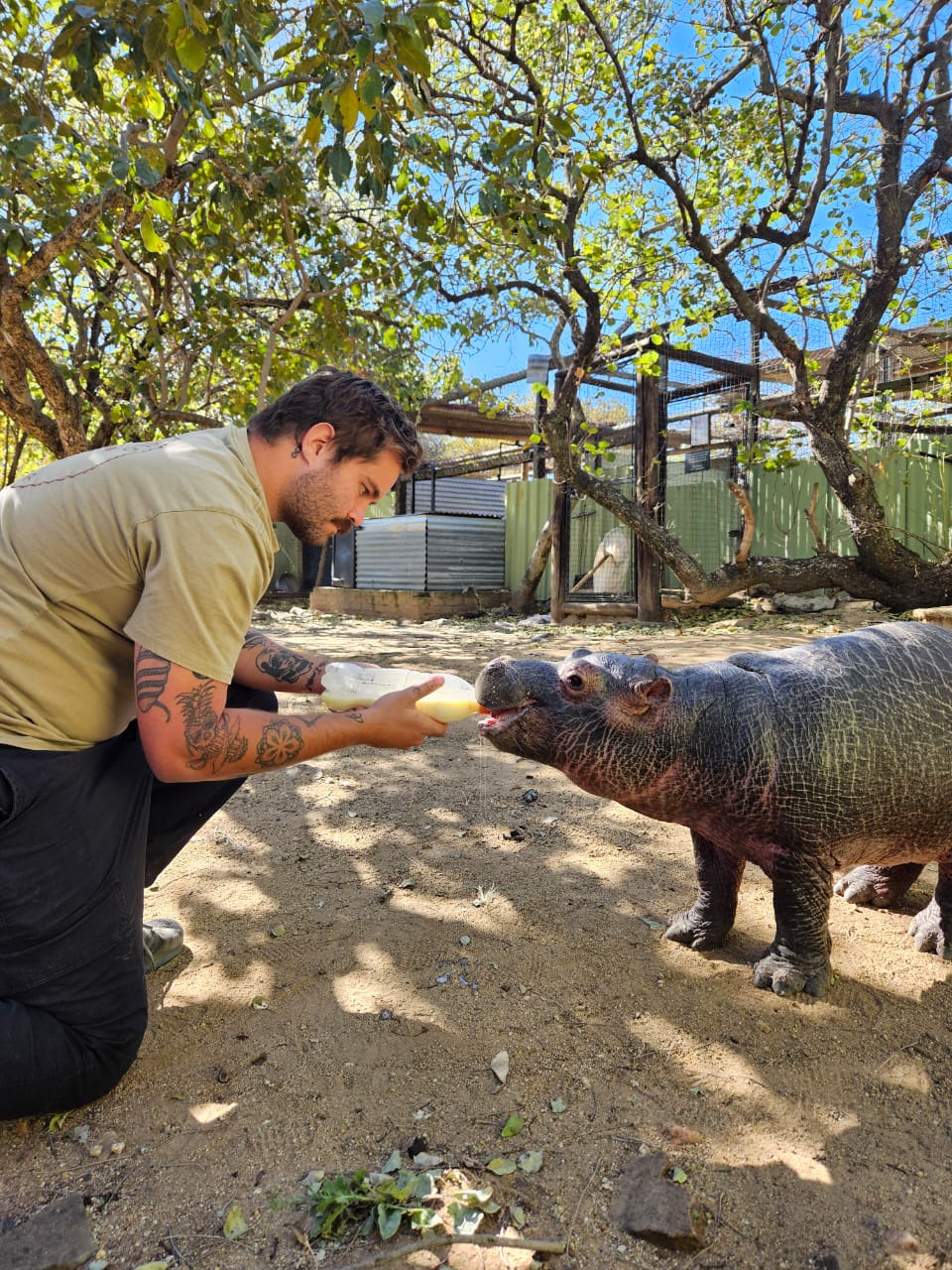 Sam Duggan: male volunteer feeding hippo