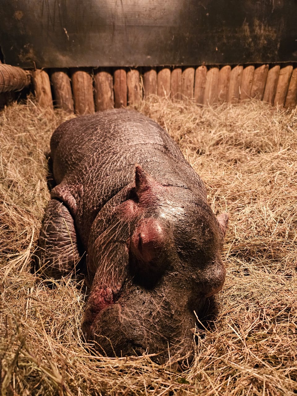Sam Duggan: Moholoholo rehab baby hippo sleeping