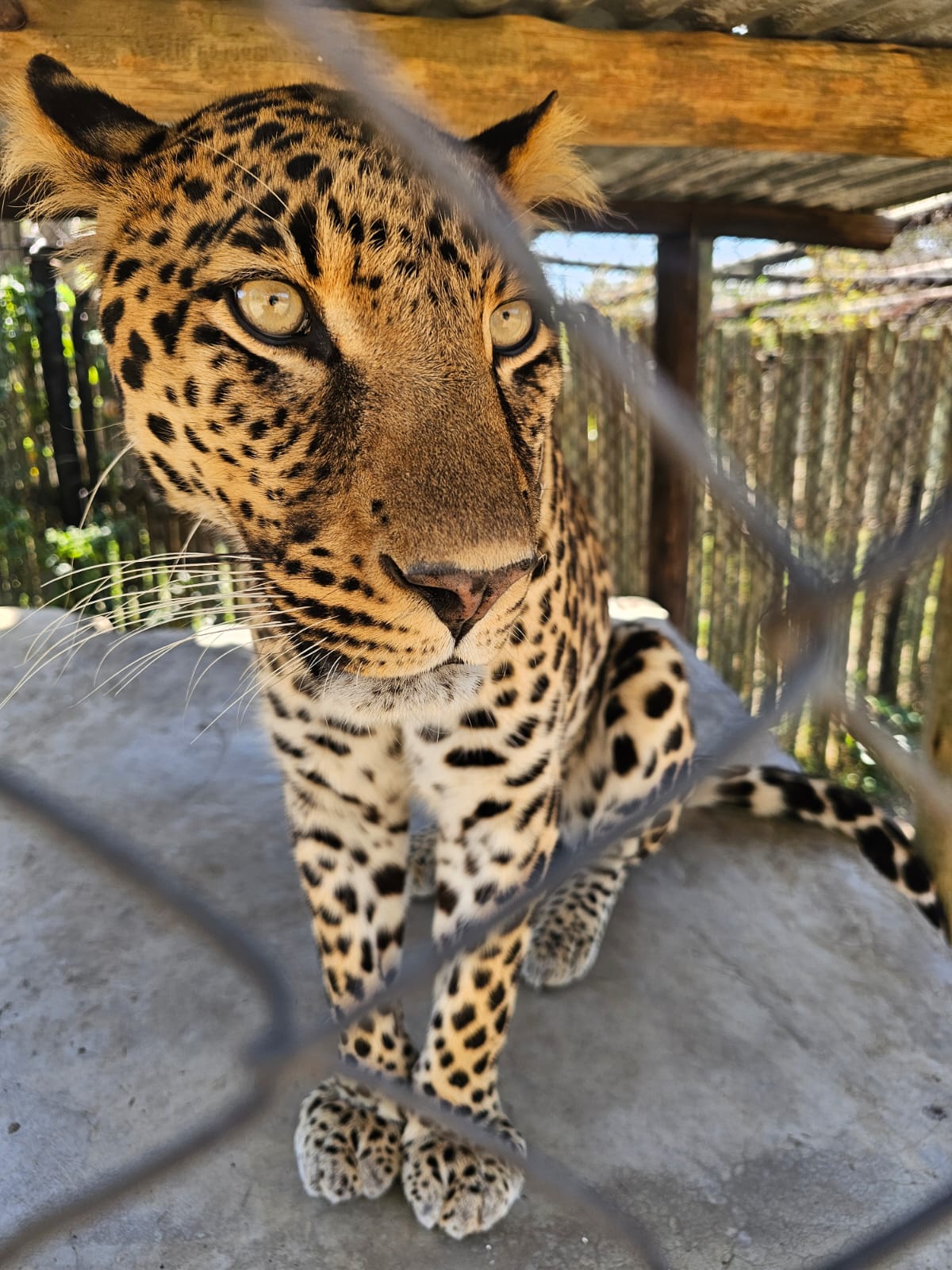 Sam Duggan: Moholoholo leopard close-up
