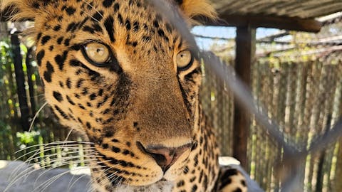 Sam Duggan: Moholoholo leopard close-up