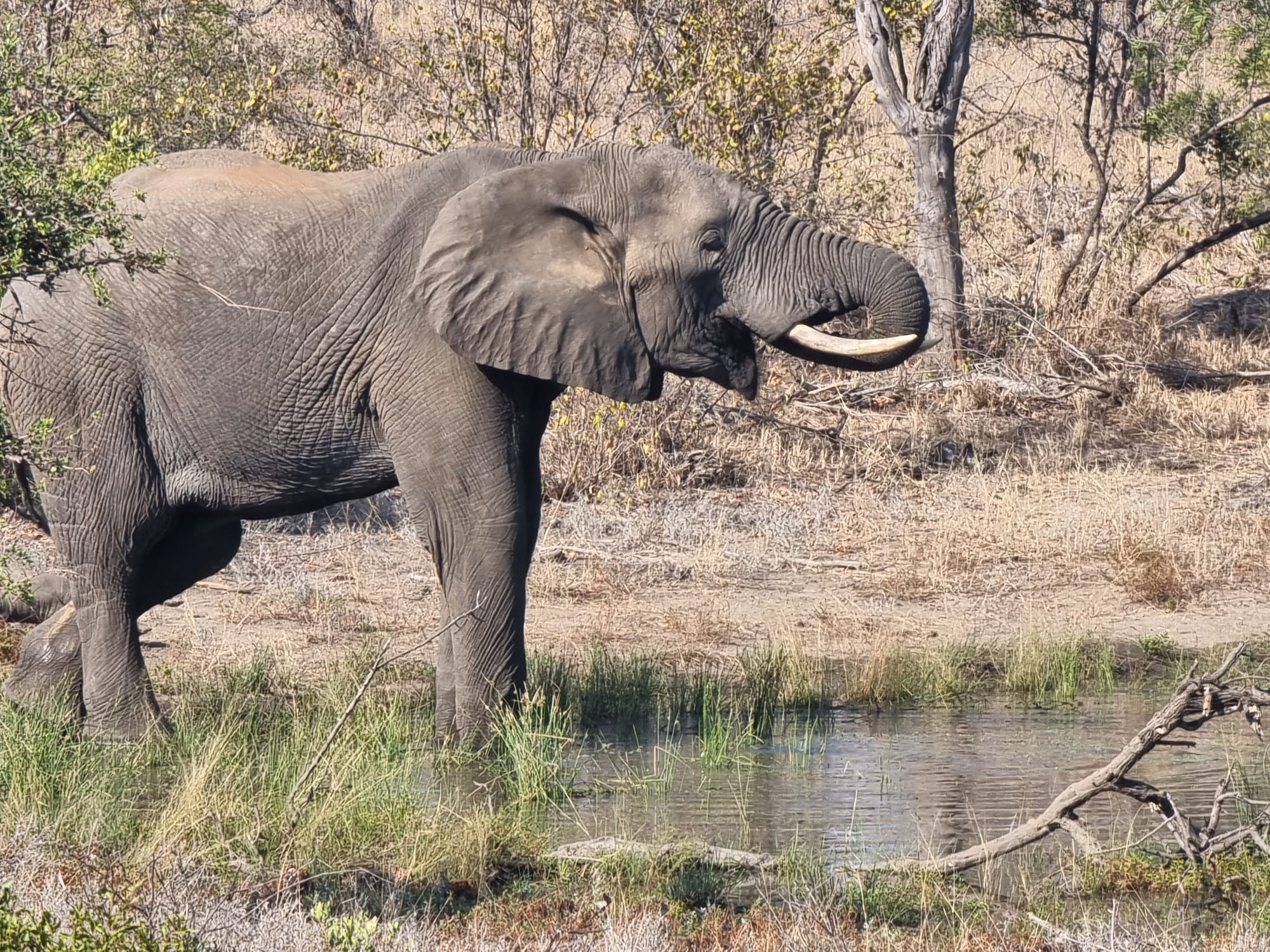 Sam Duggan: elephant up close 