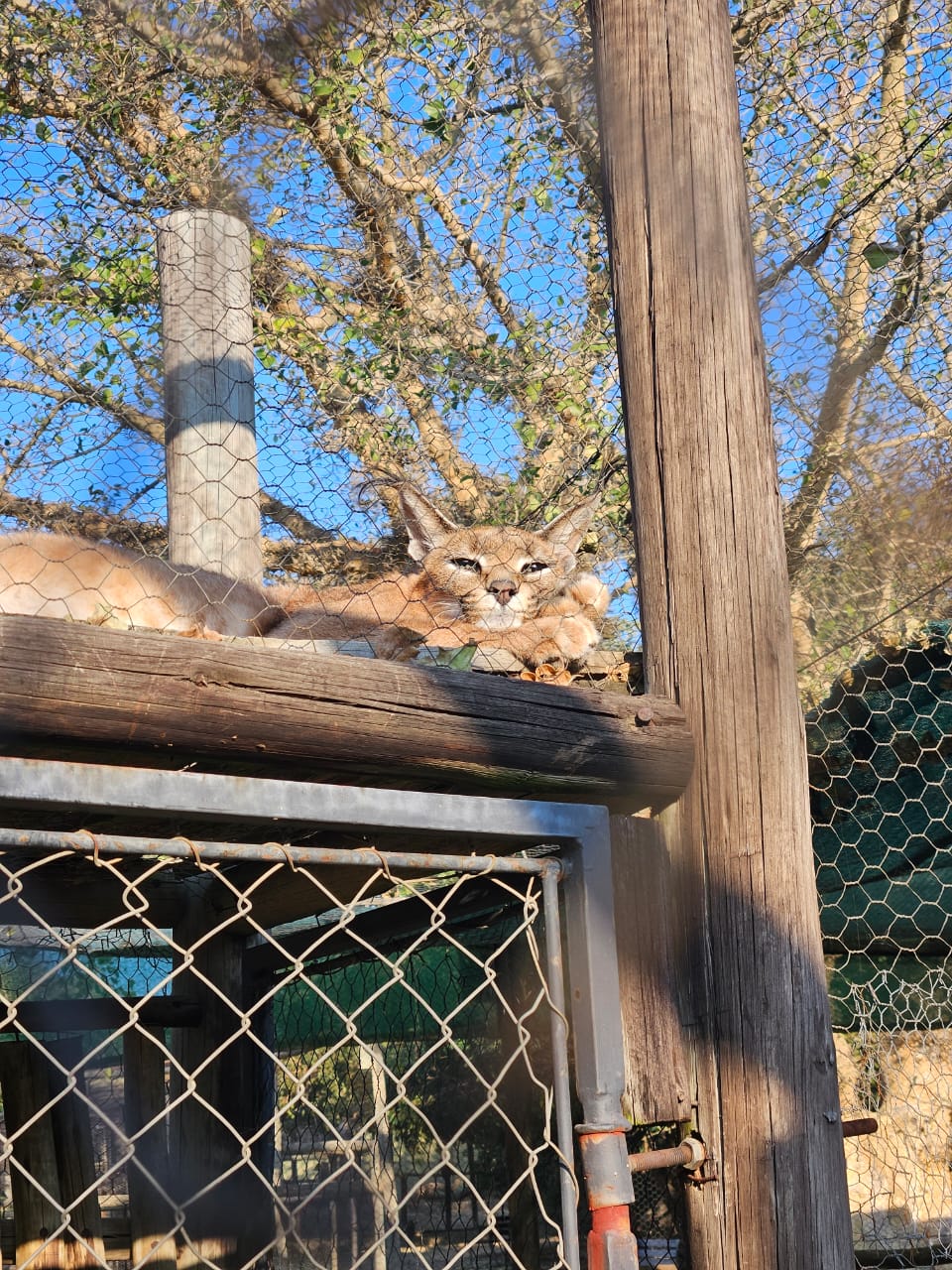 Sam Duggan: caracal up close
