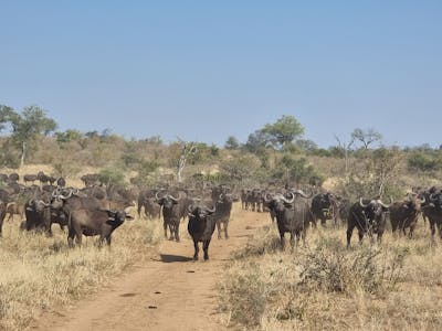 Sam Duggan: buffalo heard