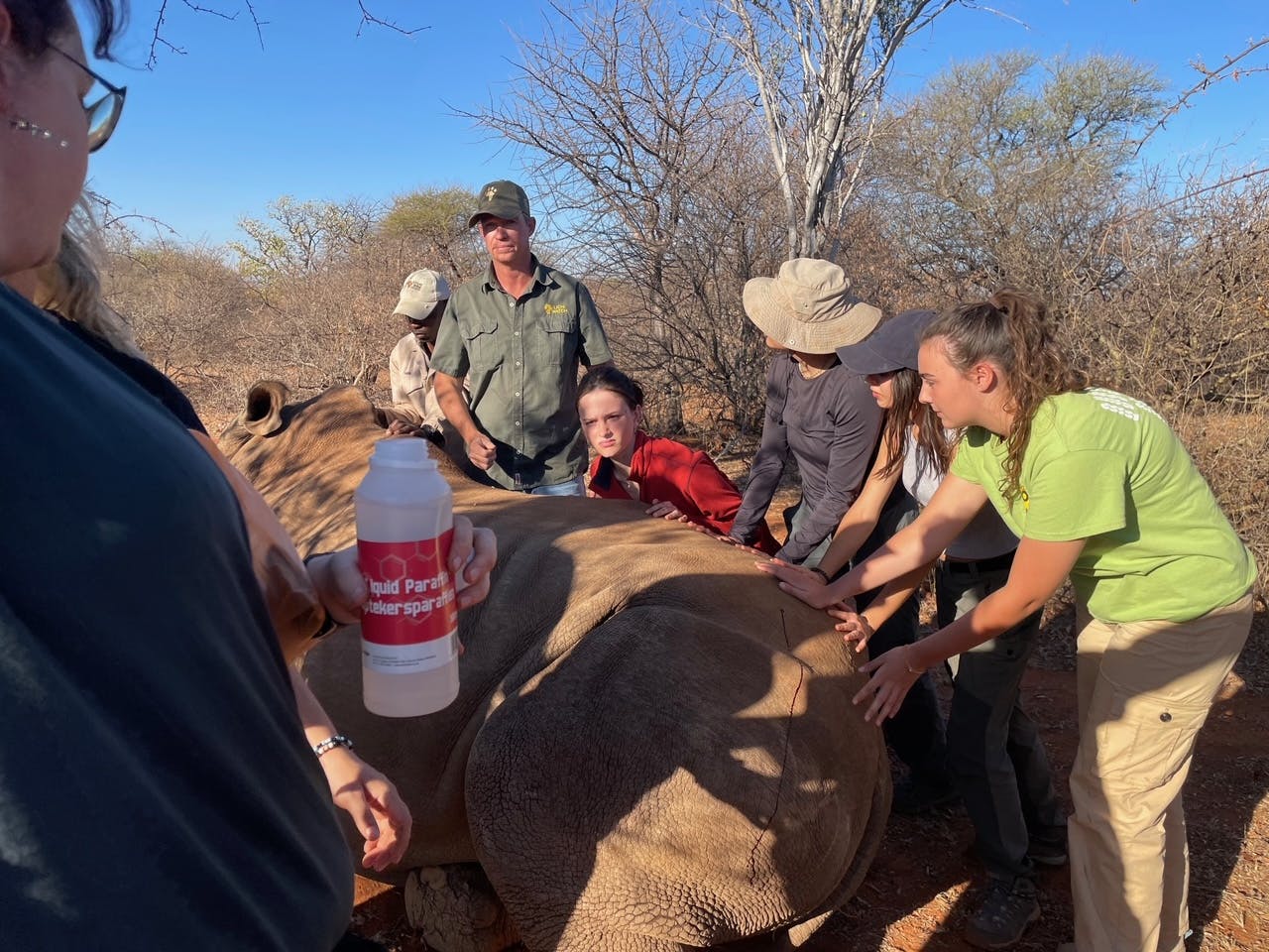 Group of volunteers positioning a sedated rhino