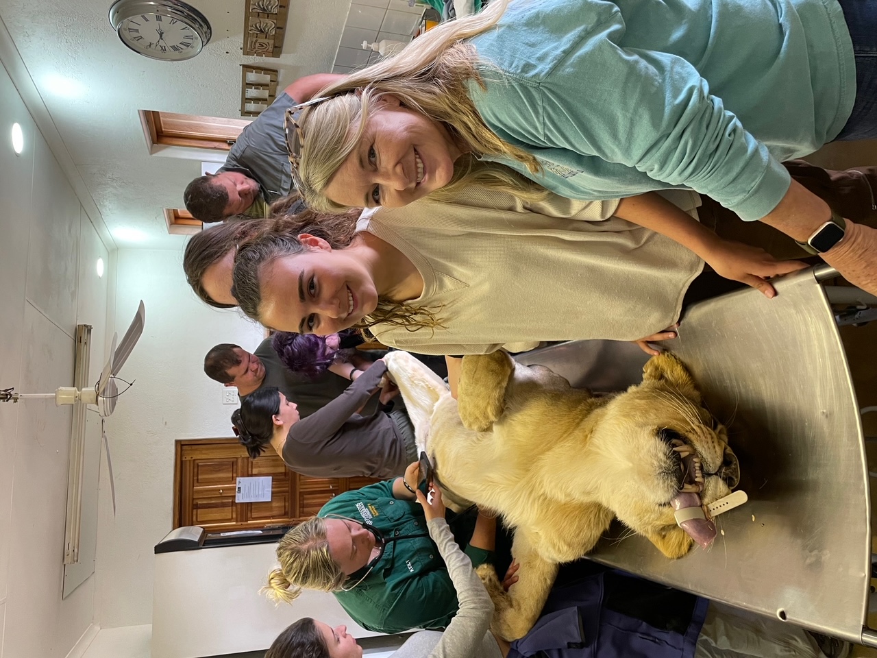 Kathy and Katie: Volunteers standing next to a sedated lion