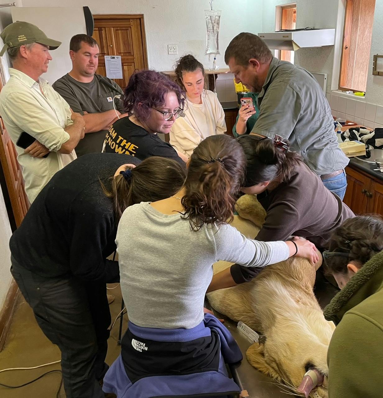 Group of volunteers working on a sedated lion