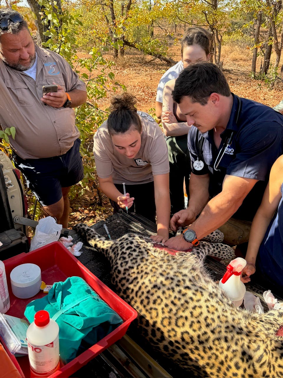 Volunteer injecting a sedated leopard